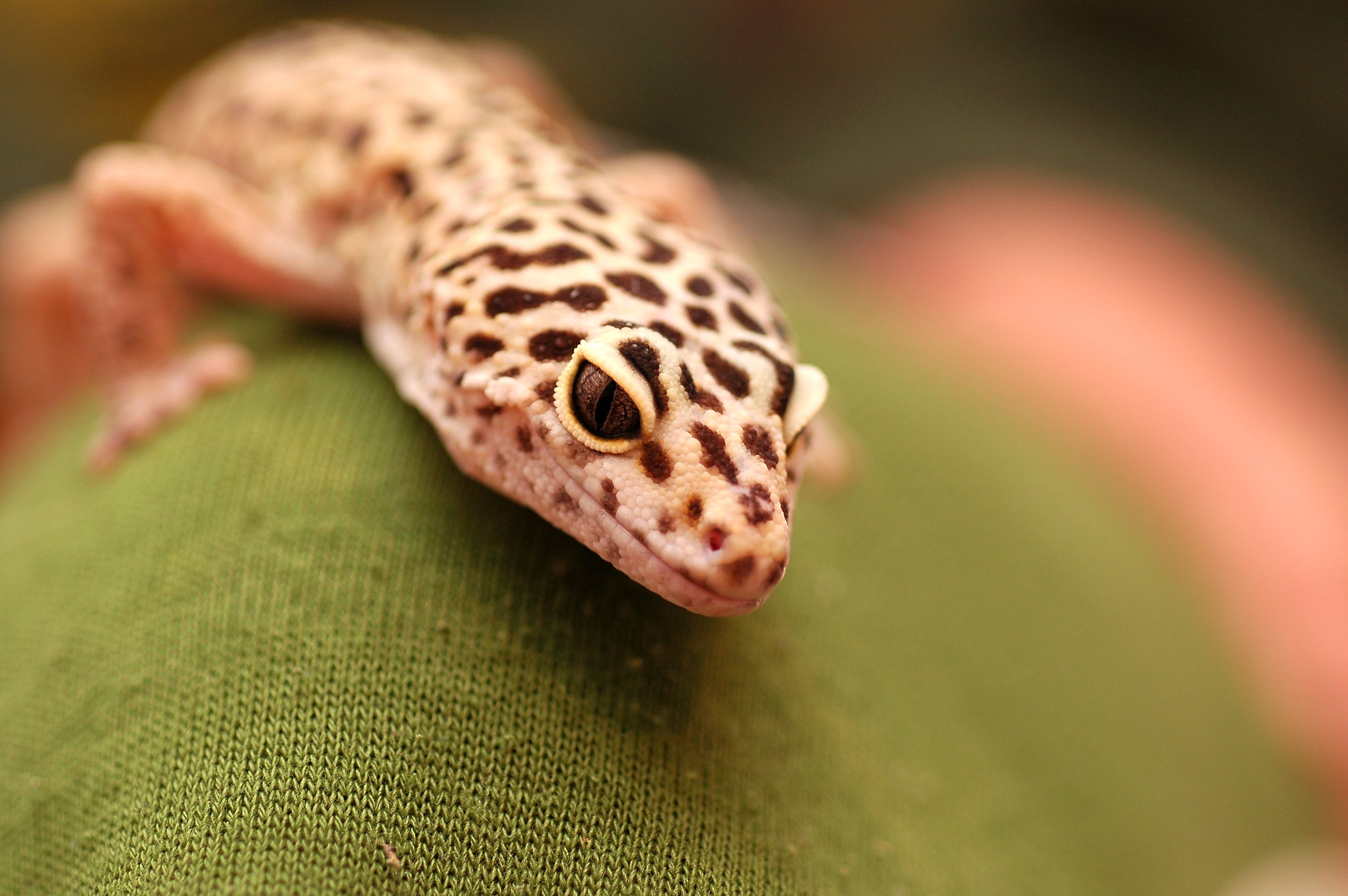 Leopard Gecko Wallpapers Wallpaper - Leopard Gecko , HD Wallpaper & Backgrounds