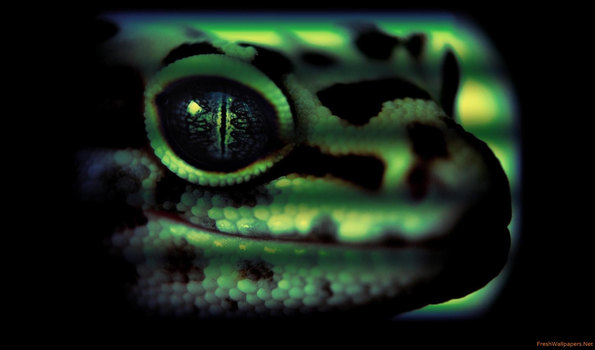 Leopard Gecko Wallpaper - Serpent , HD Wallpaper & Backgrounds