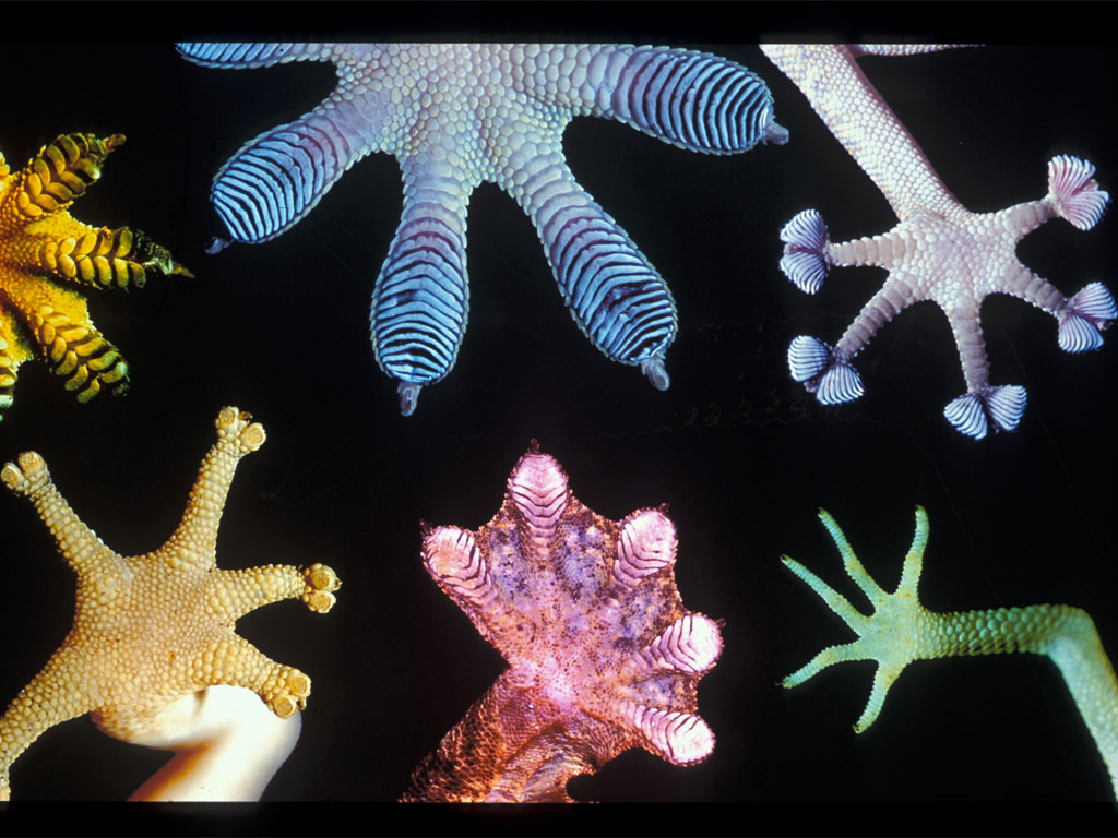 Bottom Of Gecko Feet , HD Wallpaper & Backgrounds