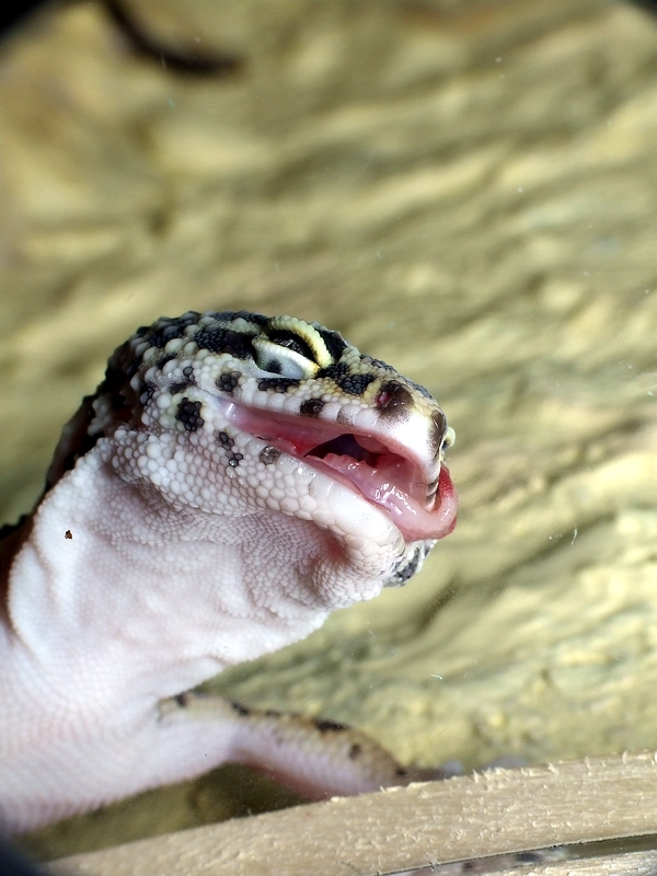 Download - Smiling Leopard Geckos , HD Wallpaper & Backgrounds