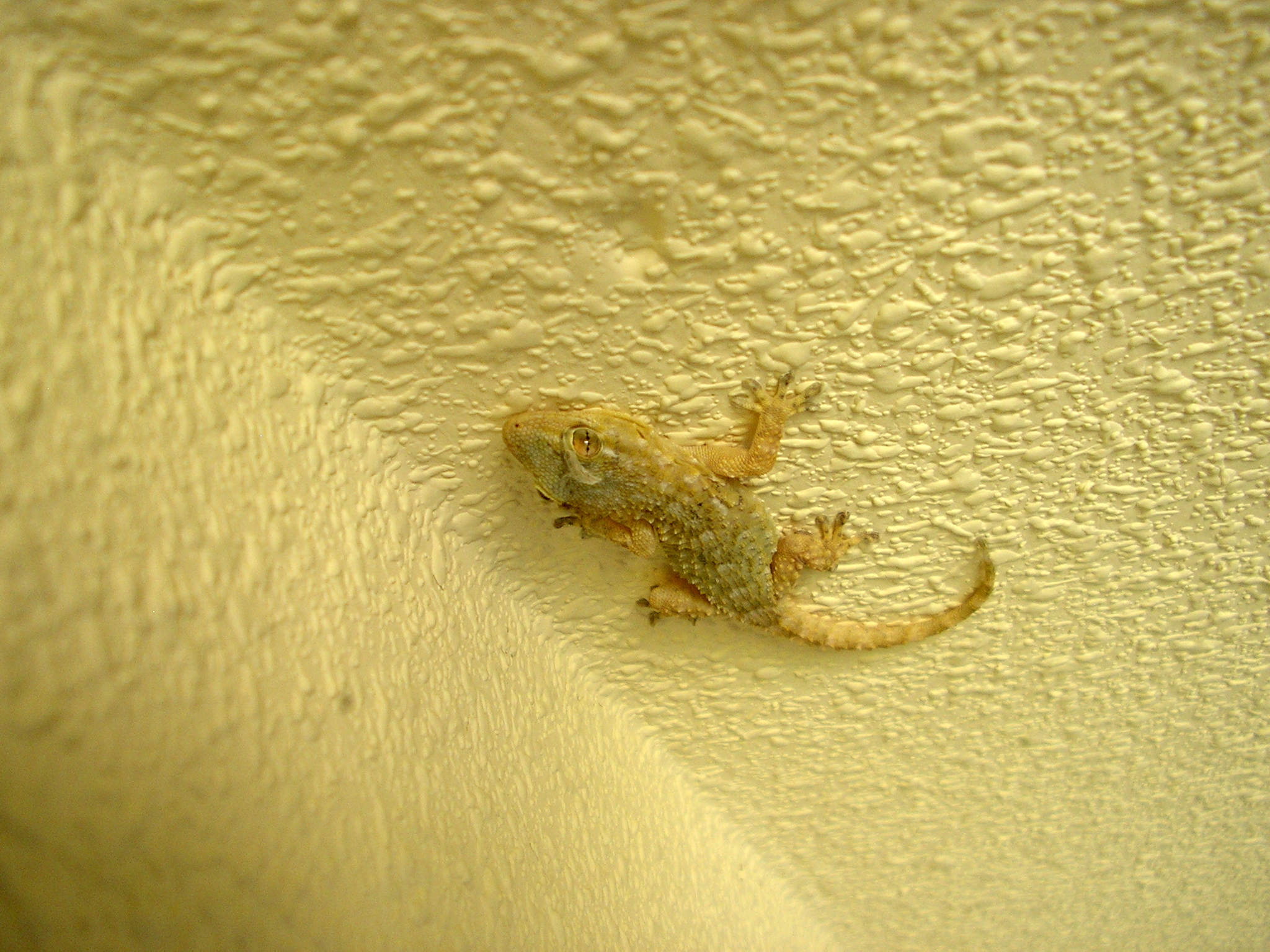 Gecko On Ceiling - Gecko Ceiling , HD Wallpaper & Backgrounds
