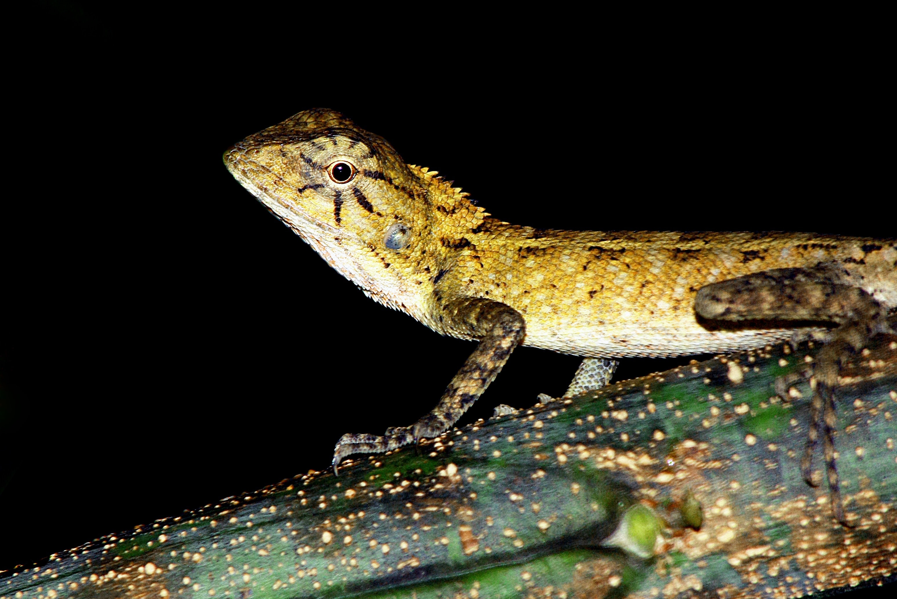 Yellow Leopard Gecko , HD Wallpaper & Backgrounds