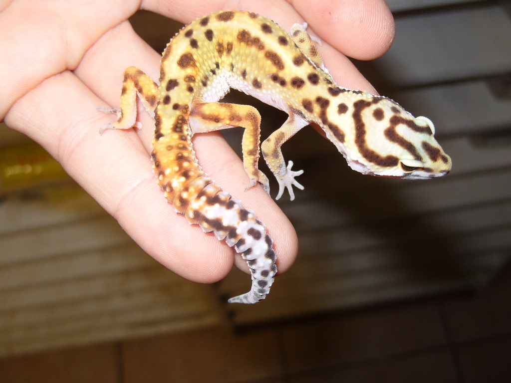 Fancy Leopard Gecko - Baby Fancy Leopard Gecko , HD Wallpaper & Backgrounds