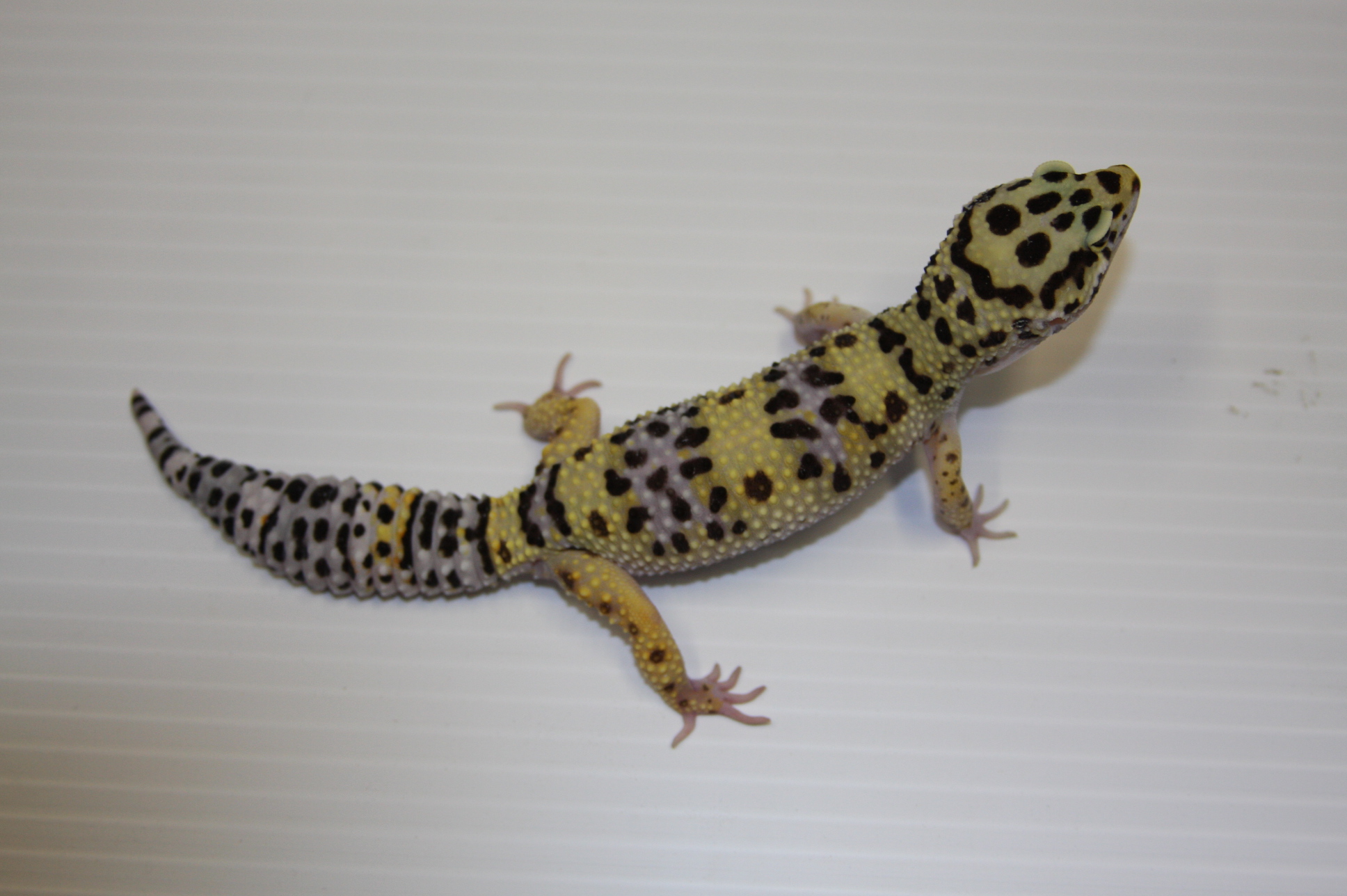 How Much Should I Feed My Juvenile Leopard Gecko Best - Juvenile Leopard Gecko Morphs , HD Wallpaper & Backgrounds