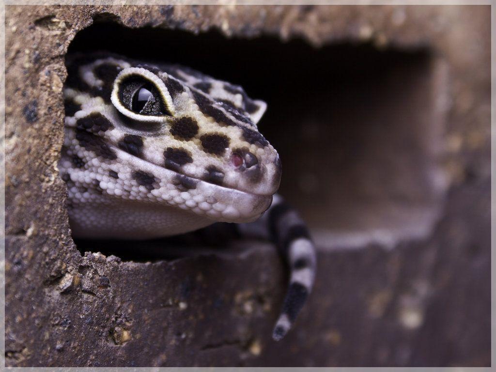 Leopard Gecko Wallpapers Wallpaper Cave - Leopard Gecko , HD Wallpaper & Backgrounds