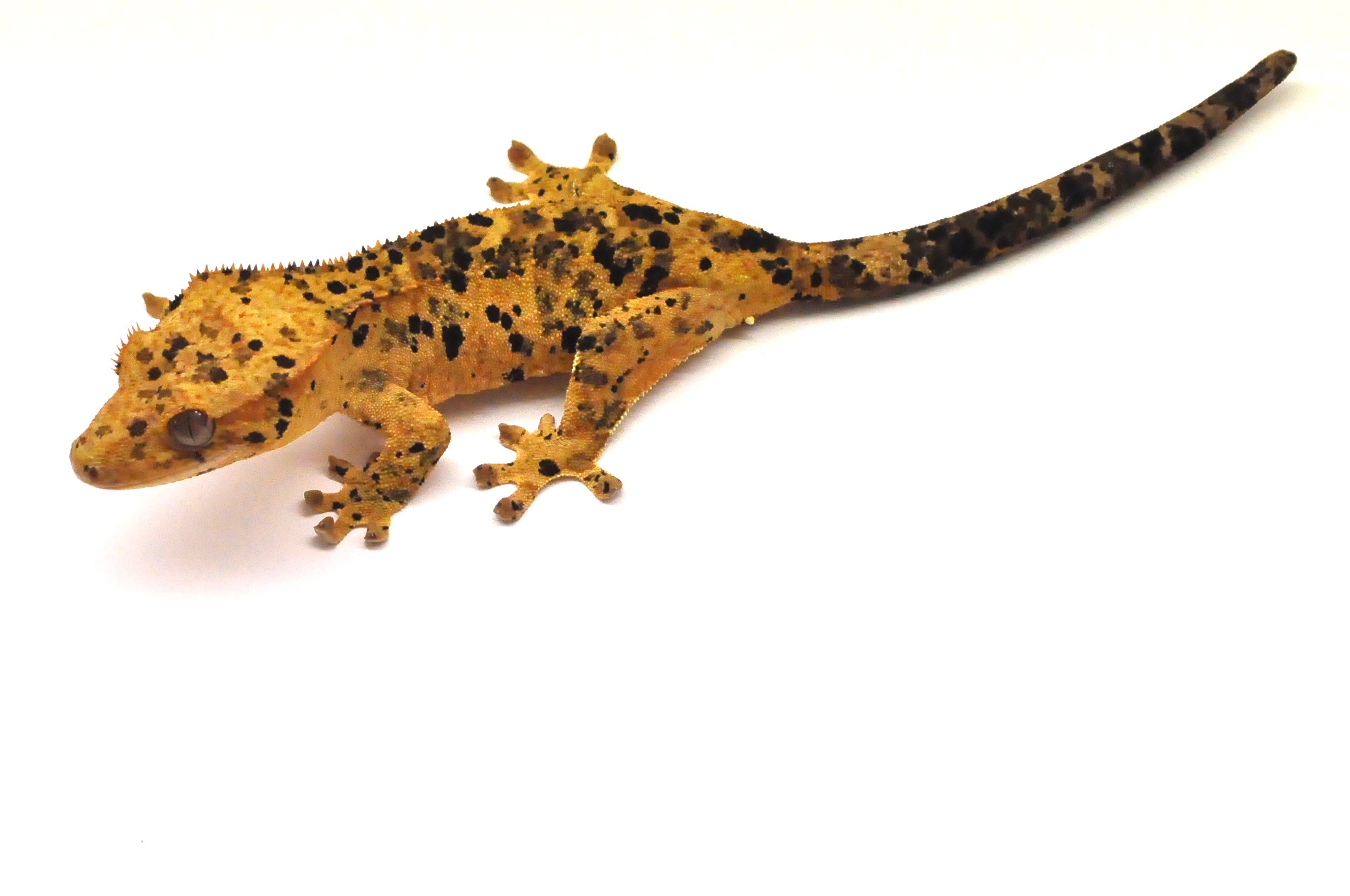Leopard Gecko Wallpaper Computer - House Gecko , HD Wallpaper & Backgrounds
