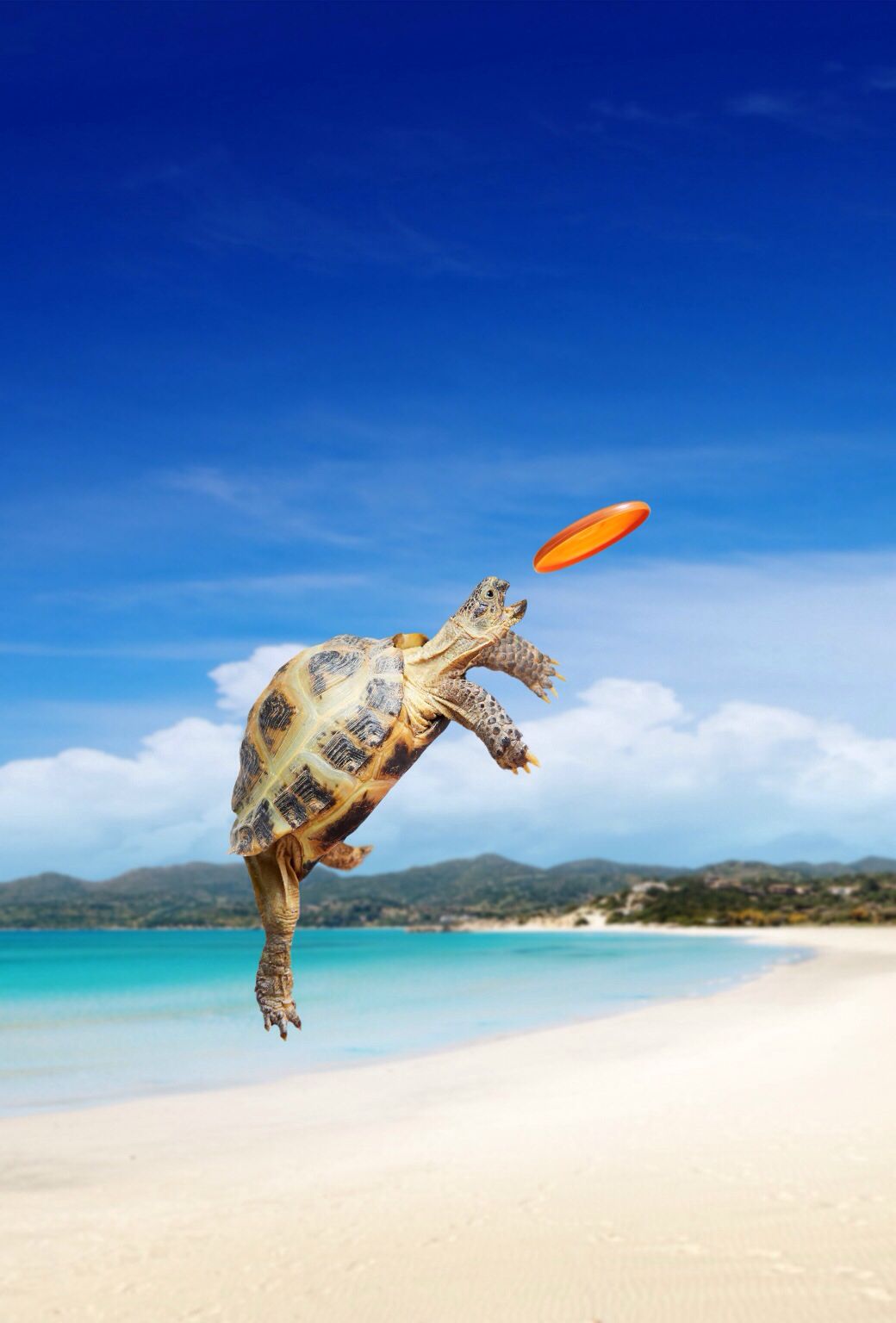 Turtle Catching A Frisbee On A Beach Ios 7 Wallpaper - Funny Animal Wallpapers For Iphone , HD Wallpaper & Backgrounds