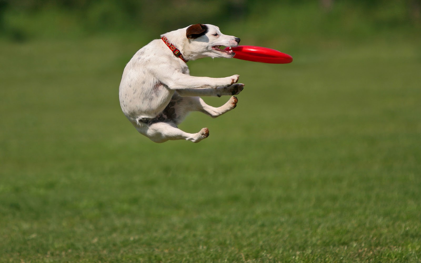 Dog Playing And Catching A Frisbee Hd Animal Wallpaper - Dog Playing With Disc , HD Wallpaper & Backgrounds