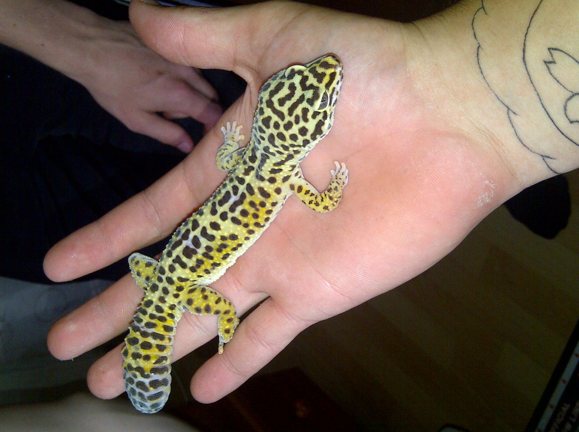 Adult Leopard Gecko And Full Exo Terra Set Up Img 20110730 - Adult Male Leopard Gecko Size , HD Wallpaper & Backgrounds