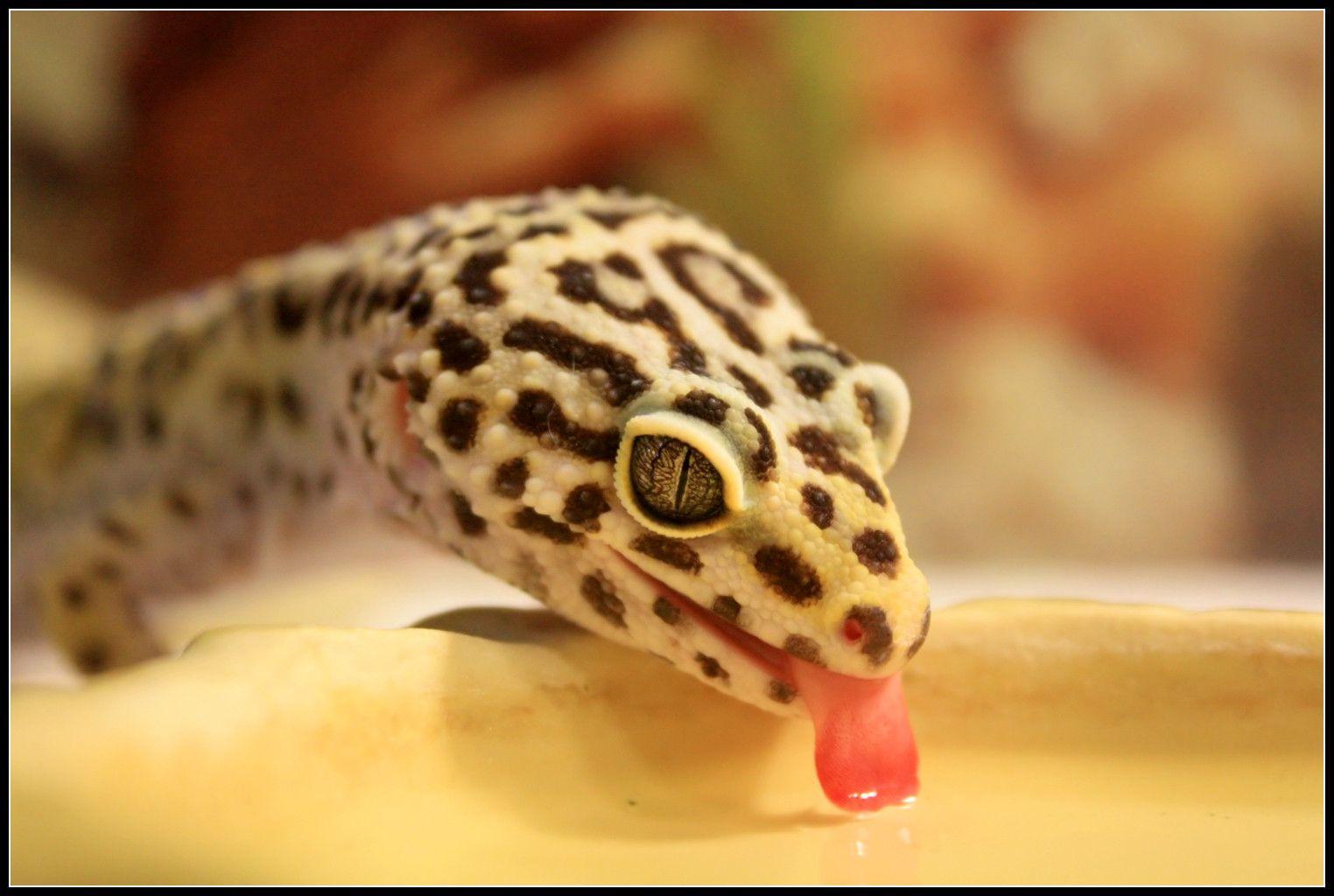 Leopard Gecko Wallpapers - Leopard Gecko Water , HD Wallpaper & Backgrounds