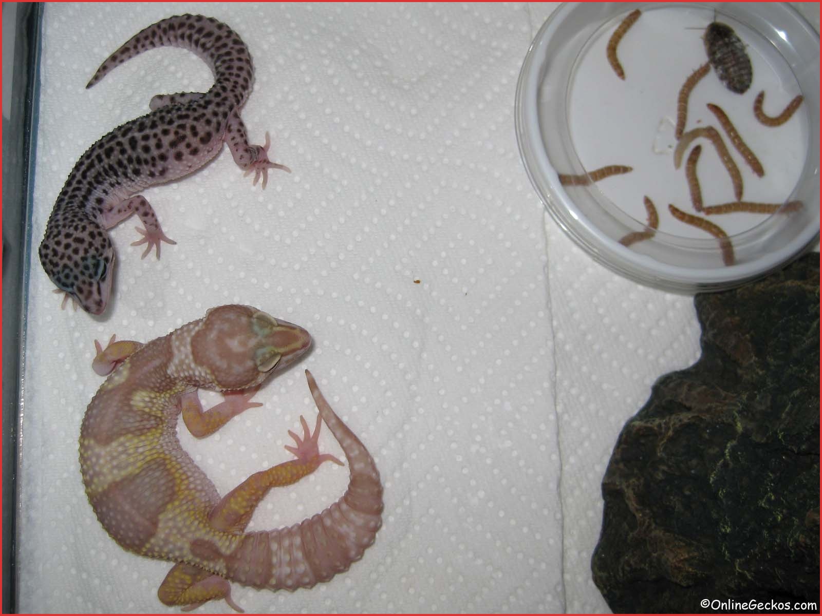 Images Leopard Gecko Heat Lamp 8625 Leopard Gecko Calcium - Vitamin Gecko , HD Wallpaper & Backgrounds