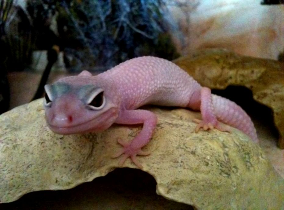 Pink Leopard Gecko Wallpapers Gallery - Baby Pink Leopard Gecko , HD Wallpaper & Backgrounds