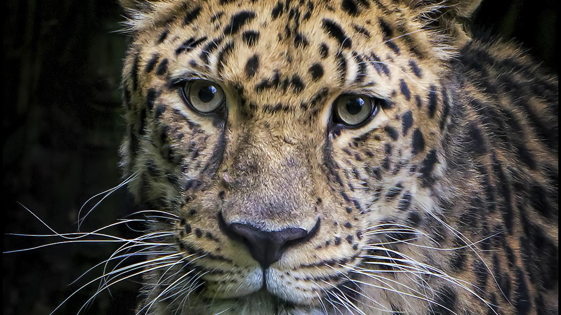 Boris Portrait - African Leopard , HD Wallpaper & Backgrounds