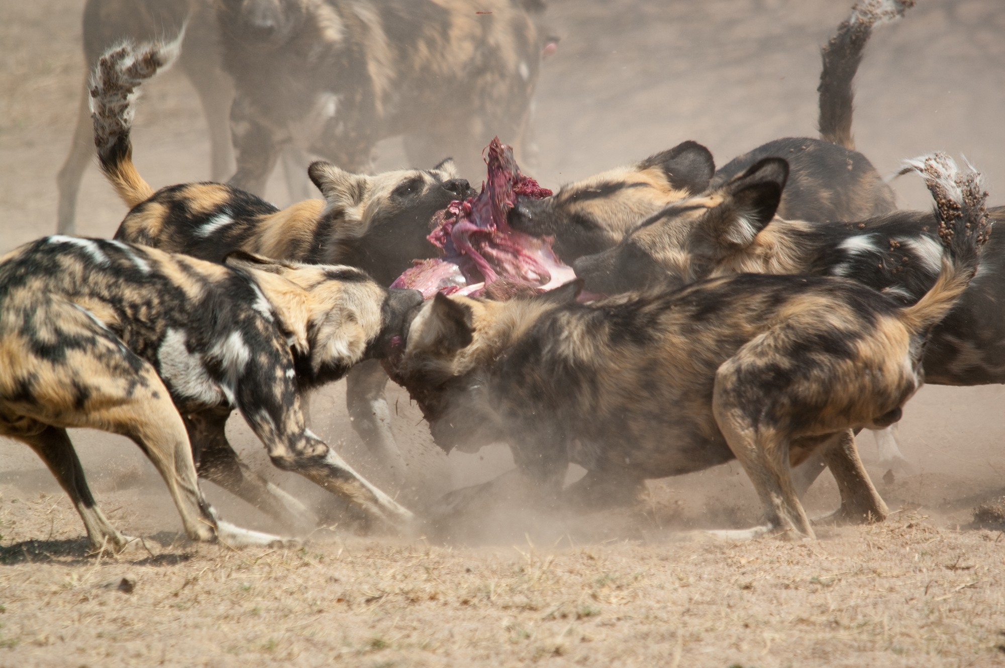 African Wild Dogs Hunt Hunger Violent - Hunger Games Wild Dogs , HD Wallpaper & Backgrounds