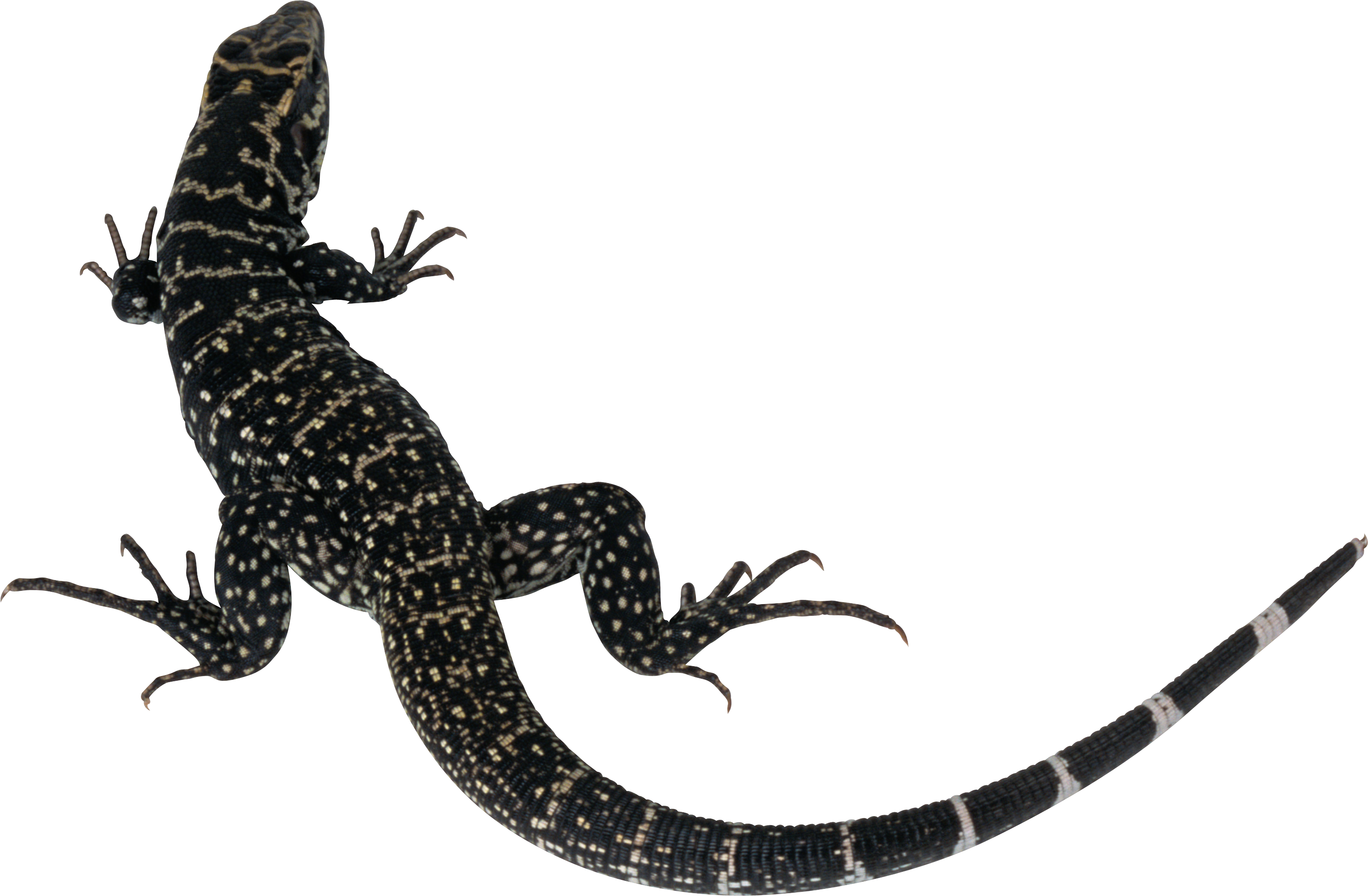 Lizard Png - Monitor Lizard Transparent Background , HD Wallpaper & Backgrounds