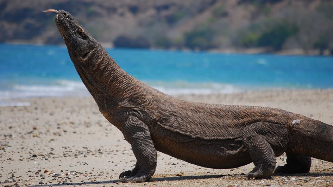 दुनिया की सबसे बड़ी छिपकली Largest Lizard In The World - Komodo Dragon Perhentian Island , HD Wallpaper & Backgrounds
