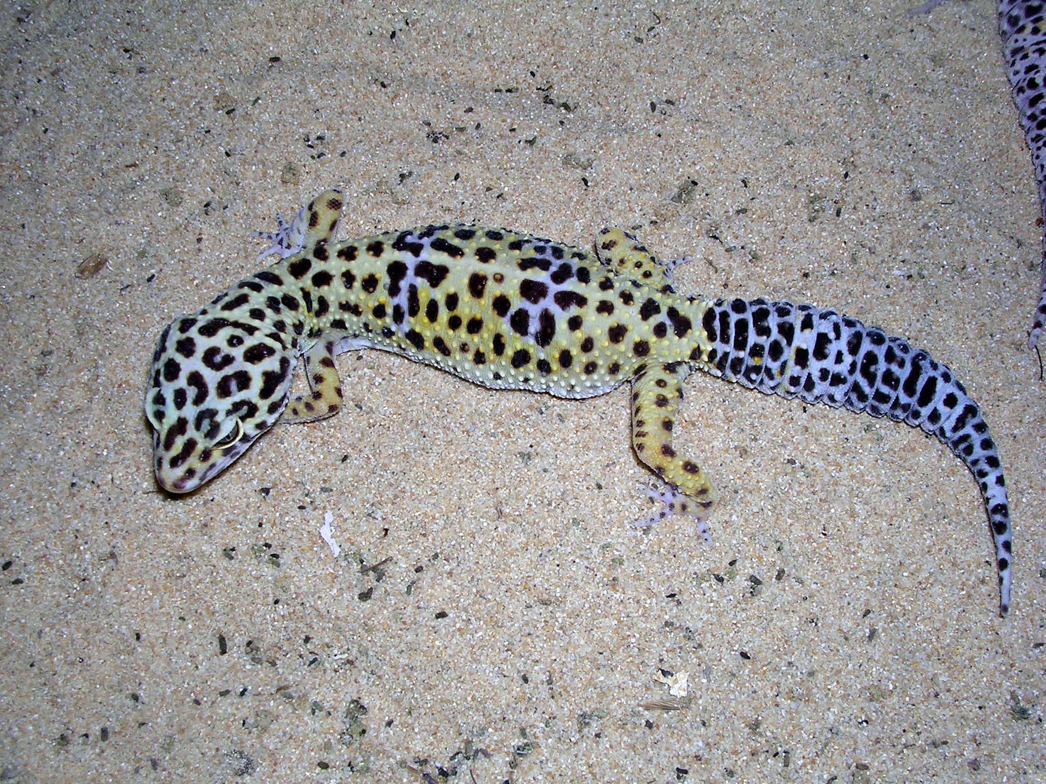 Eublepharis - Gecko Leopard , HD Wallpaper & Backgrounds