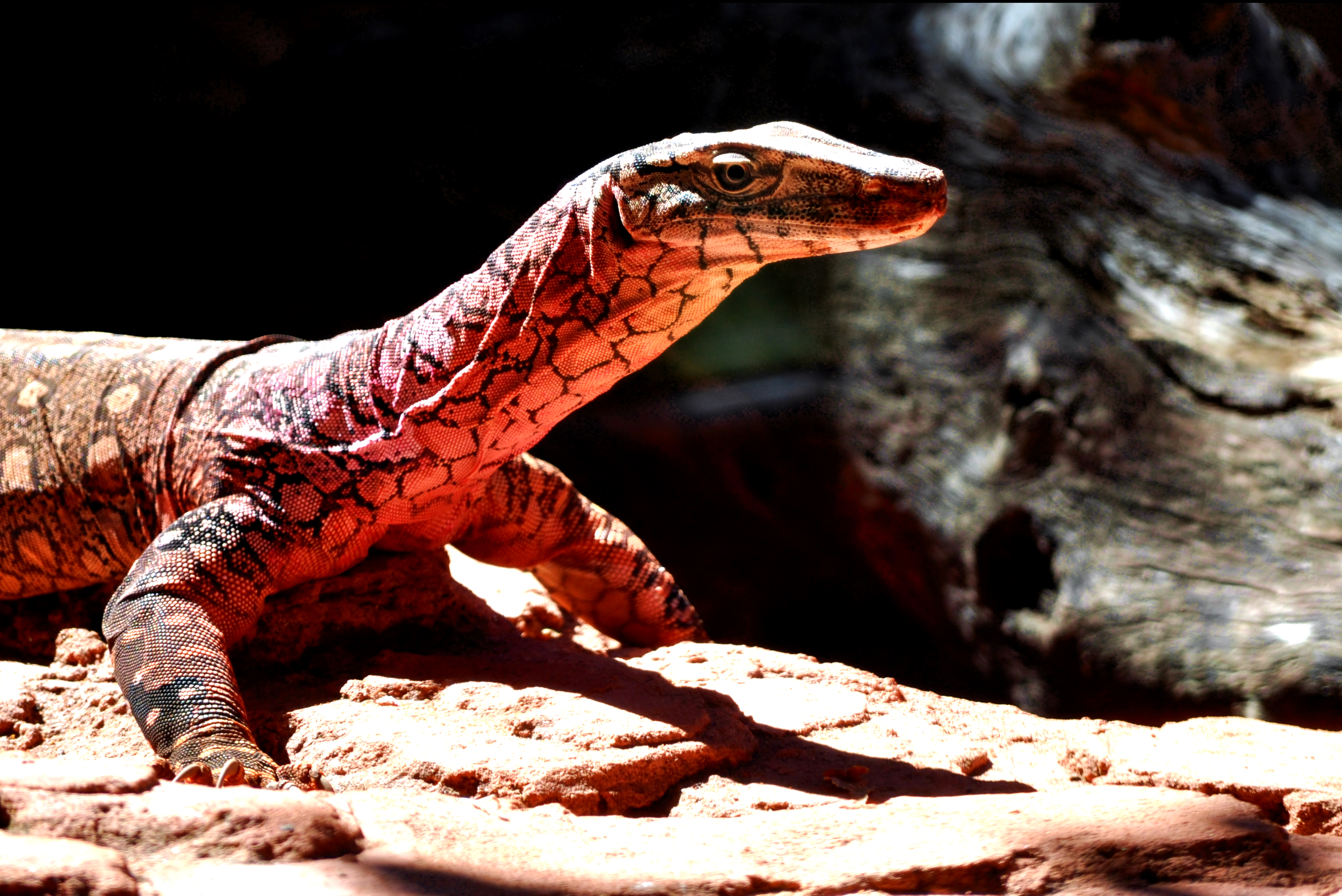Hd Wallpaper - Red And Black Monitor Lizard , HD Wallpaper & Backgrounds