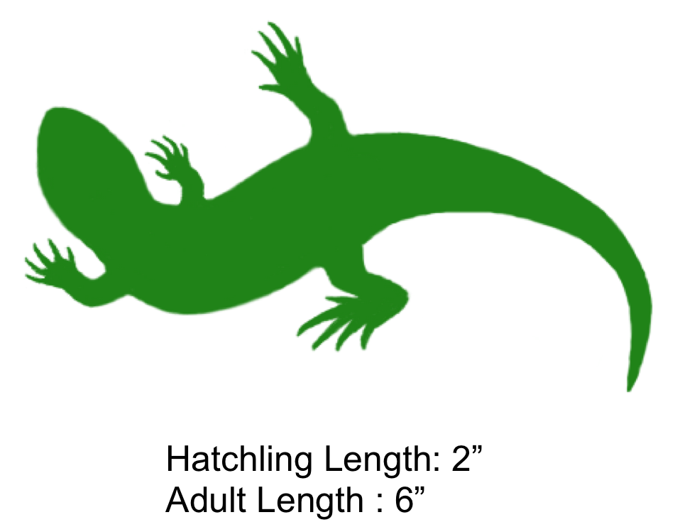 Lizard Clipart Geico - Clip Art , HD Wallpaper & Backgrounds