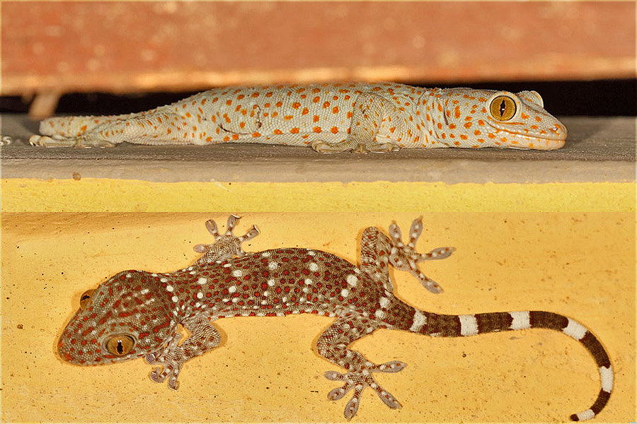 Tokay Gecko The Million-rupee Reptile - Tokay Gecko , HD Wallpaper & Backgrounds
