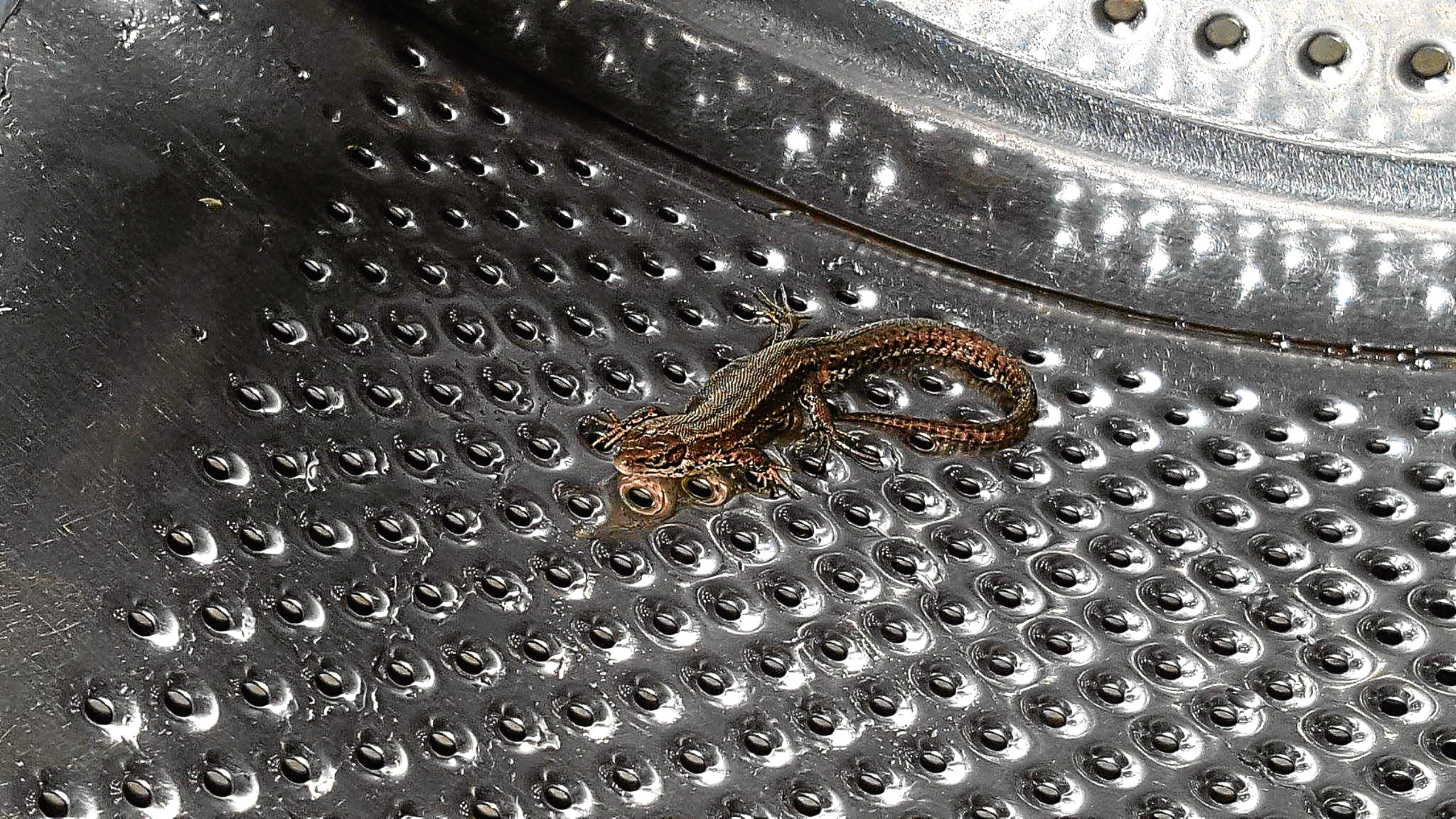 Lizard In Washing Machine - House Gecko , HD Wallpaper & Backgrounds