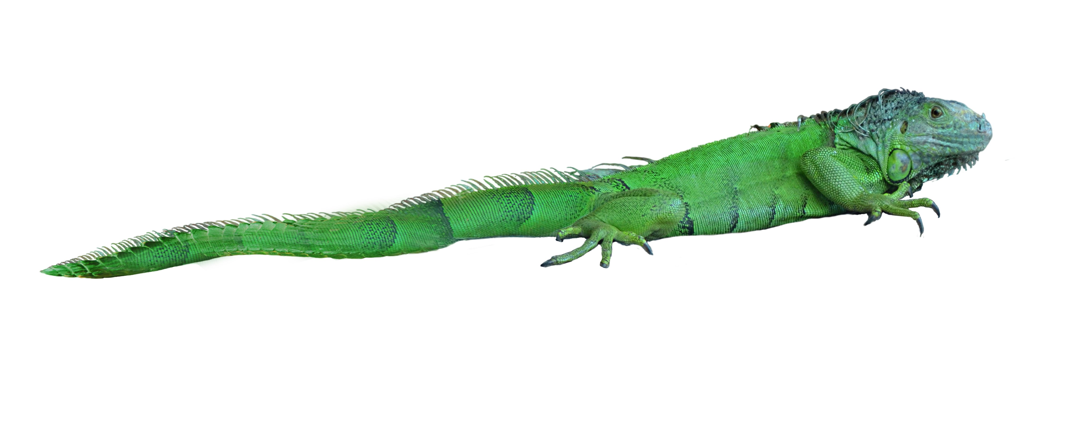 Lizard Png , HD Wallpaper & Backgrounds