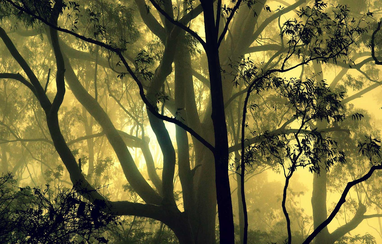 Photo Wallpaper Forest, Trees, Fog, India, Karnataka - Nandi Hills , HD Wallpaper & Backgrounds