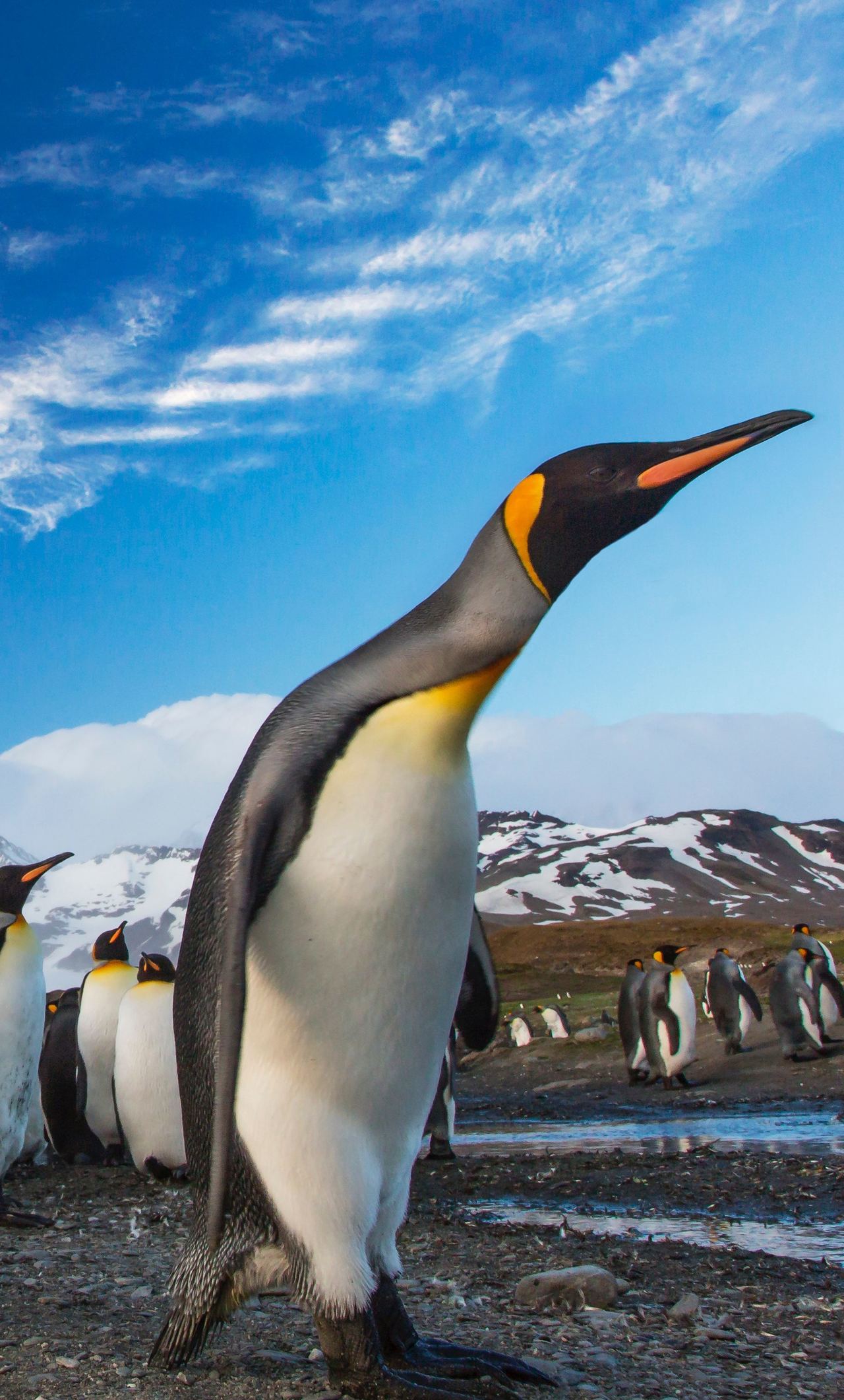 Penguins Following Leader Rx - Penguin Macbook , HD Wallpaper & Backgrounds