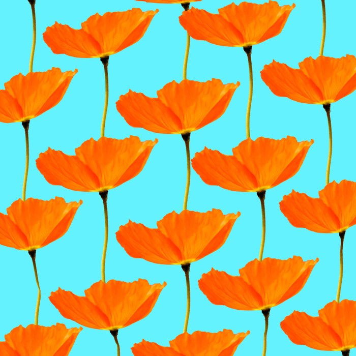 Poppies On A Turquoise Background - Poppy , HD Wallpaper & Backgrounds
