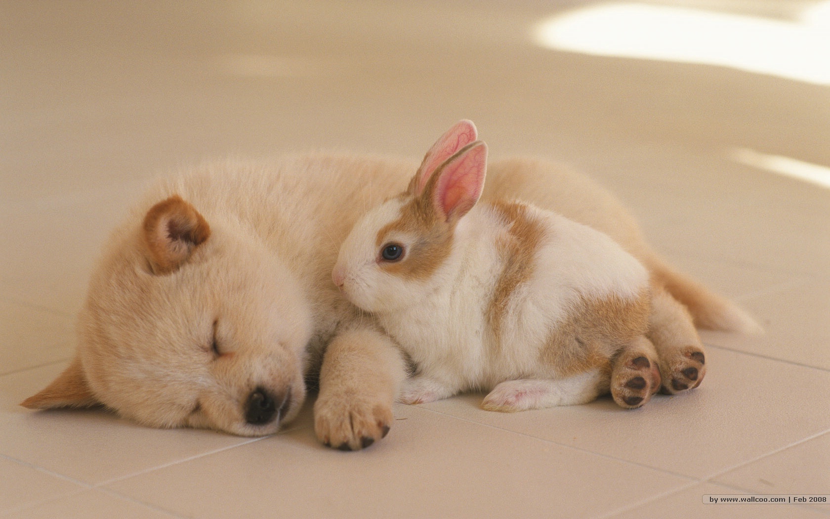 Conejo Y Perro Tamaño - Bunnies And Dogs Together , HD Wallpaper & Backgrounds