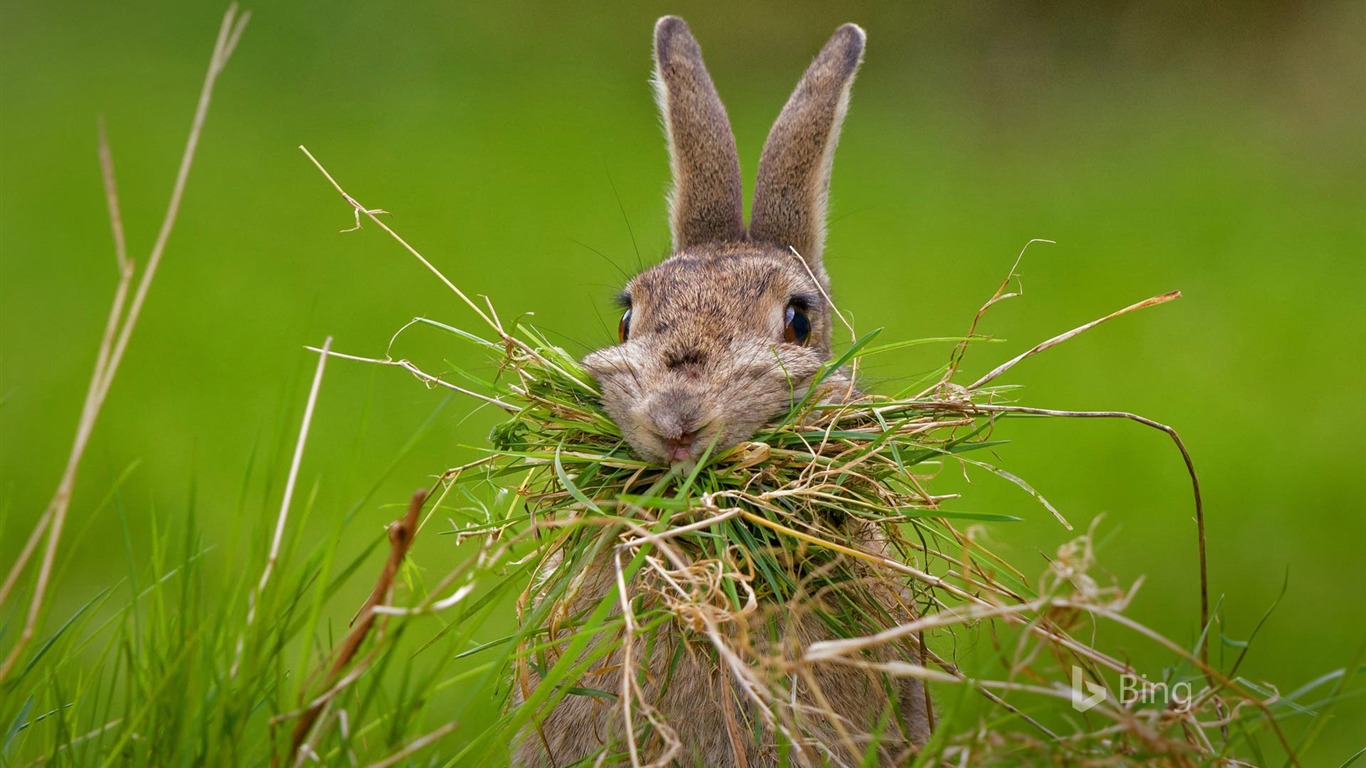 Publicidad / Un Conejo Construyendo Un Nido 2017 Bing - Nesting Rabbit , HD Wallpaper & Backgrounds