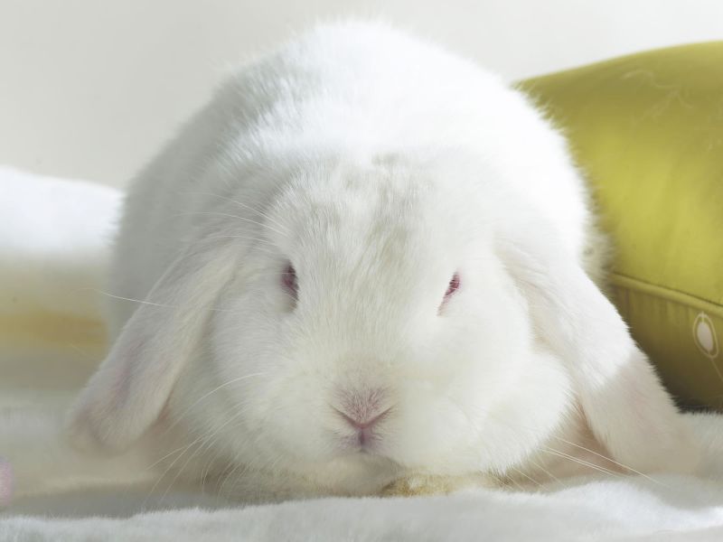 Bello Conejo Blanco - White Rabbit , HD Wallpaper & Backgrounds