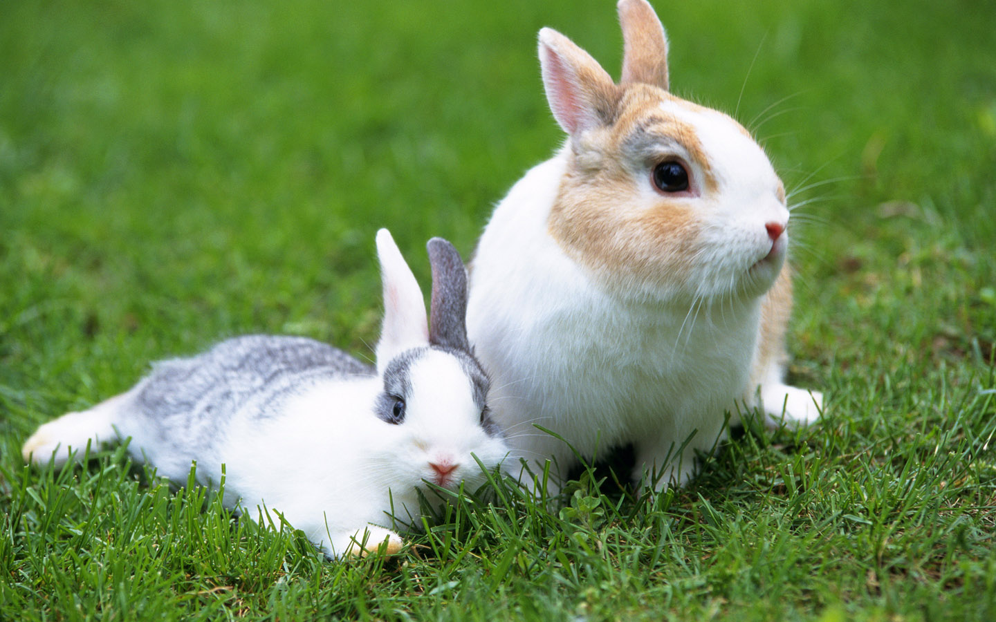 Rabbits Wallpaper - White Rabbit Image Downloading , HD Wallpaper & Backgrounds