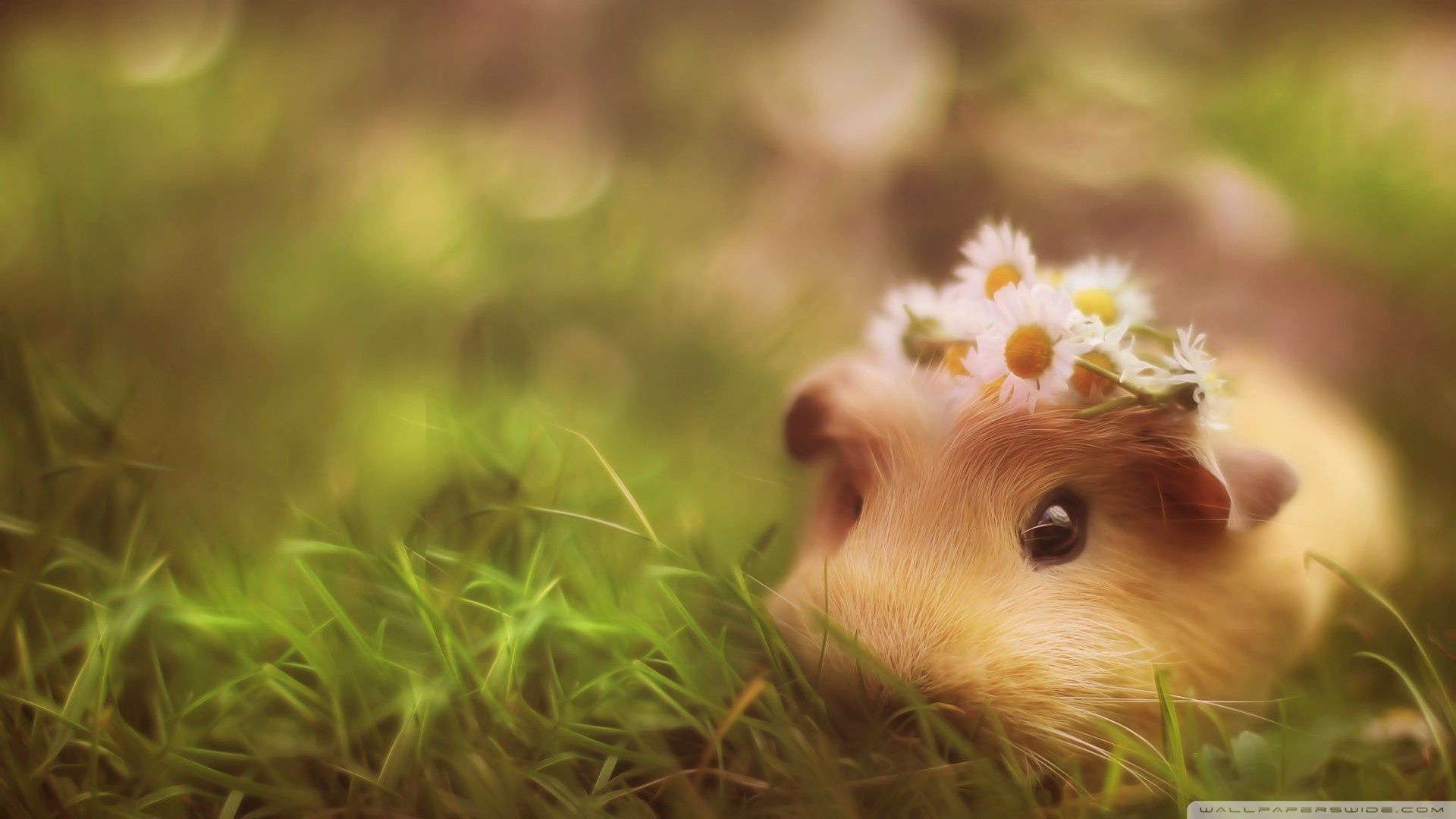 Cute Guinea Pig ❤ 4k Hd Desktop Wallpaper For 4k Ultra - Guinea Pig Wallpaper Phone , HD Wallpaper & Backgrounds