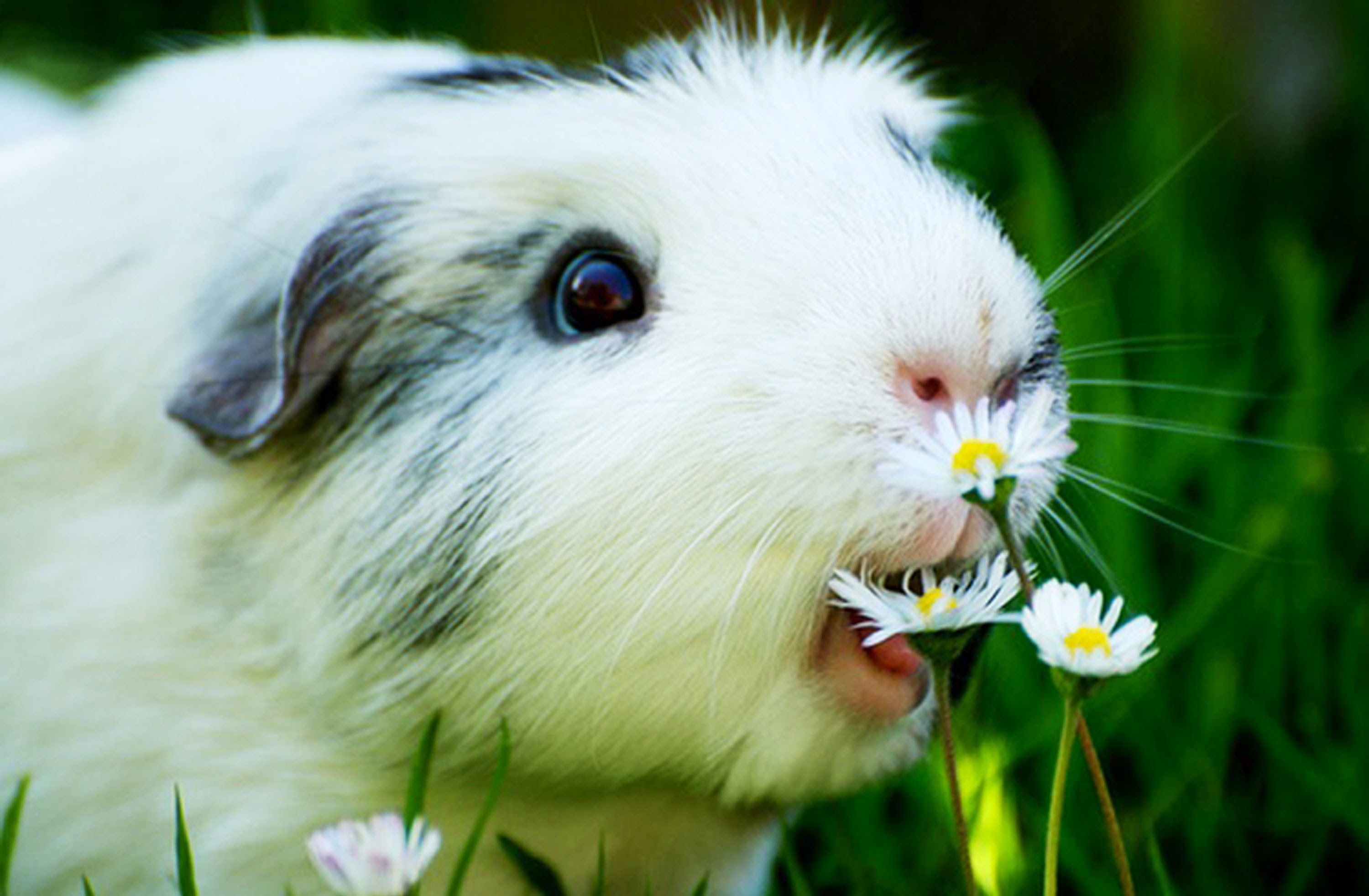 Images Of Christmas Guinea Pig Wallpaper - Guinea Pig Eating Flower , HD Wallpaper & Backgrounds