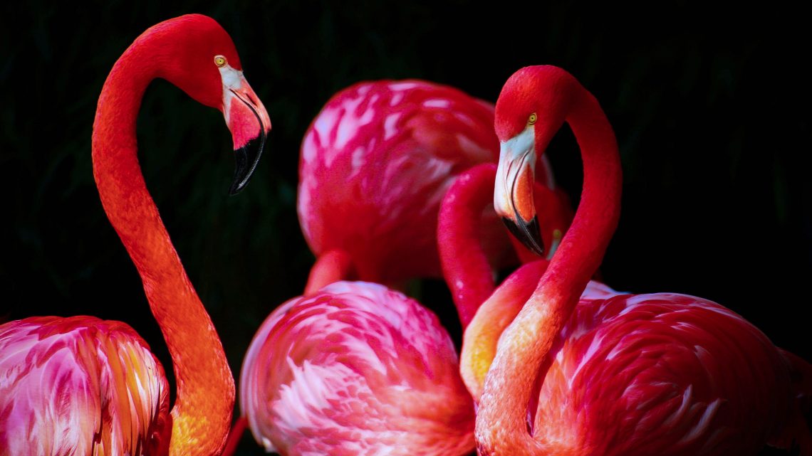 Archivo De La Etiqueta - Pink Flamingo Desktop Background , HD Wallpaper & Backgrounds