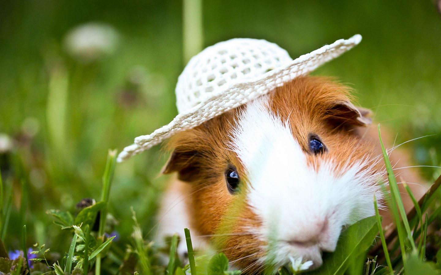 Guinea Pig Wallpaper - Imagenes 4k Ultra Hd Animales , HD Wallpaper & Backgrounds