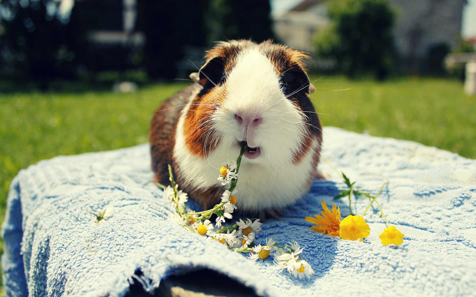 Wallpaper Animals - Guinea Pig Eating Flower , HD Wallpaper & Backgrounds