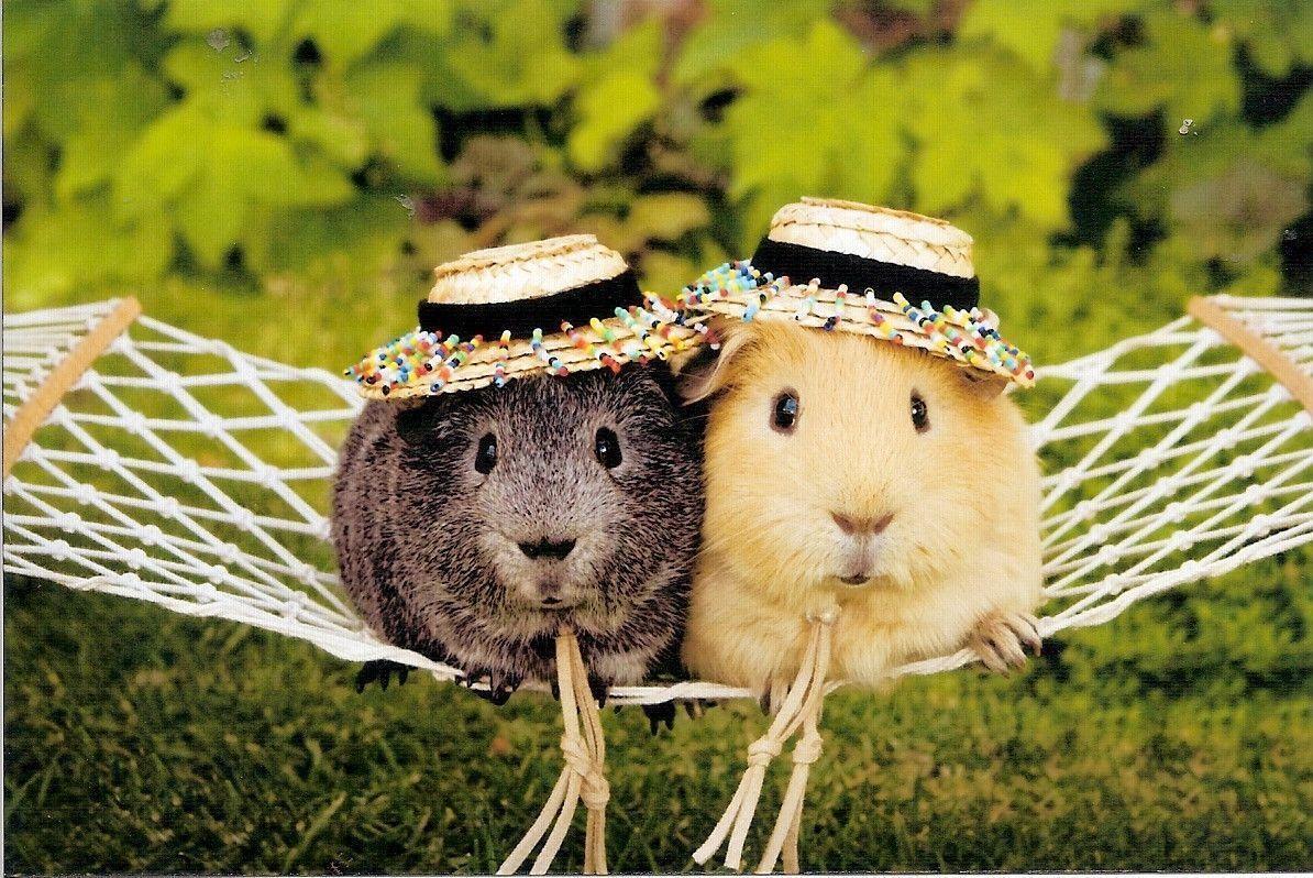 18 Guinea Pig Wallpapers - Dressed Up Guinea Pig , HD Wallpaper & Backgrounds