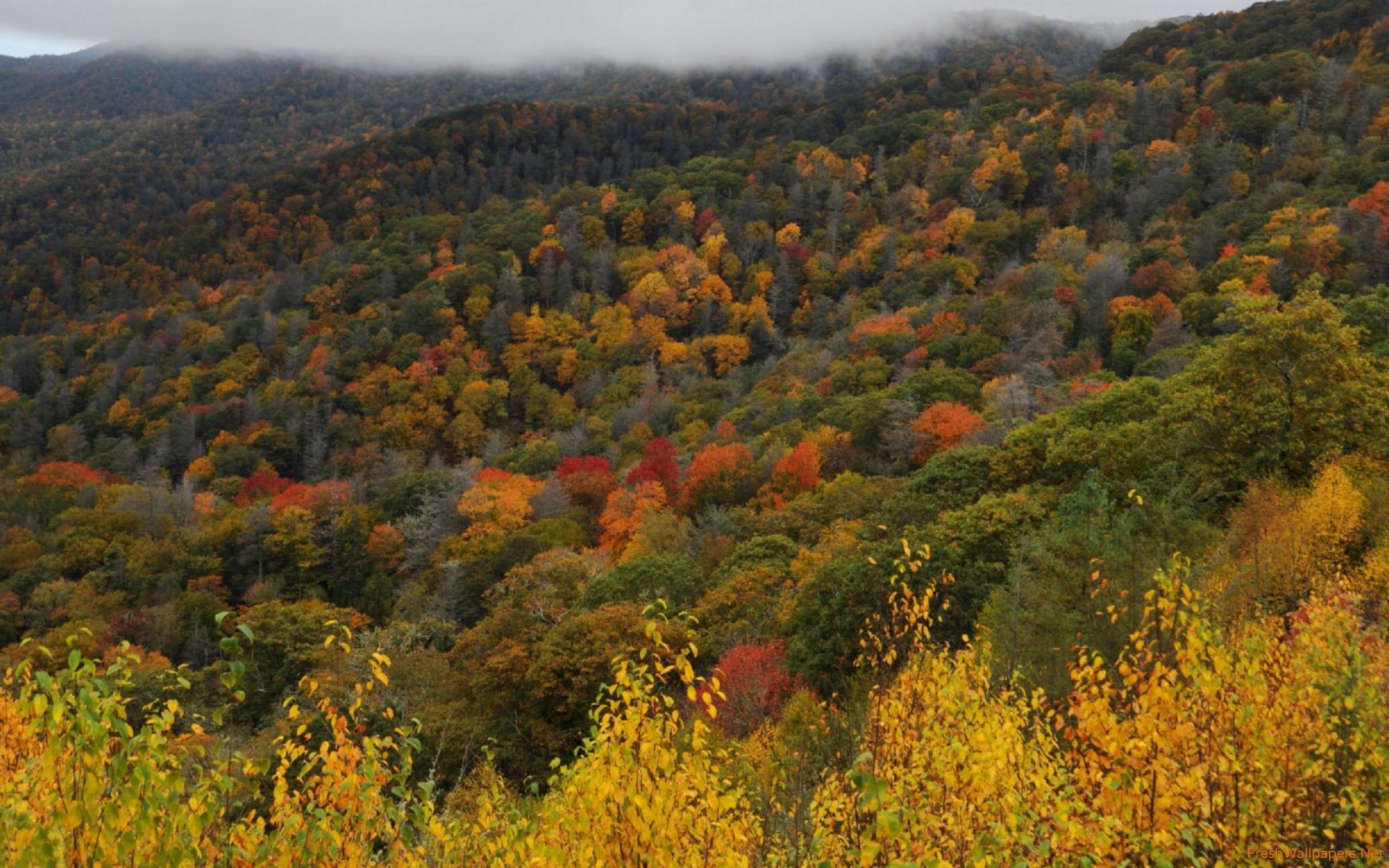 Great Smoky Mountains National Park Wallpaper - Great Smoky Mountains , HD Wallpaper & Backgrounds