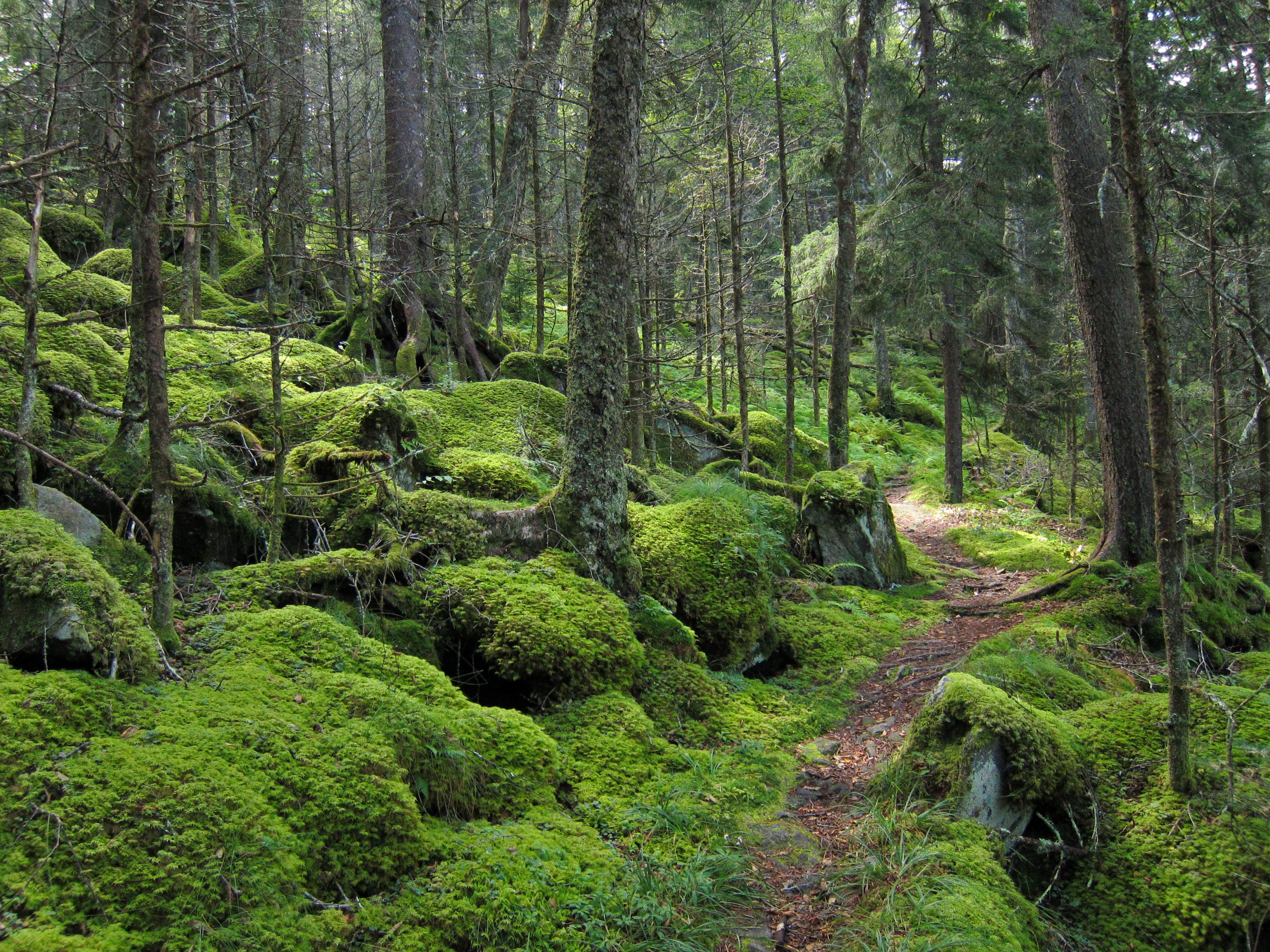 Great Smoky Mountains National Park , HD Wallpaper & Backgrounds