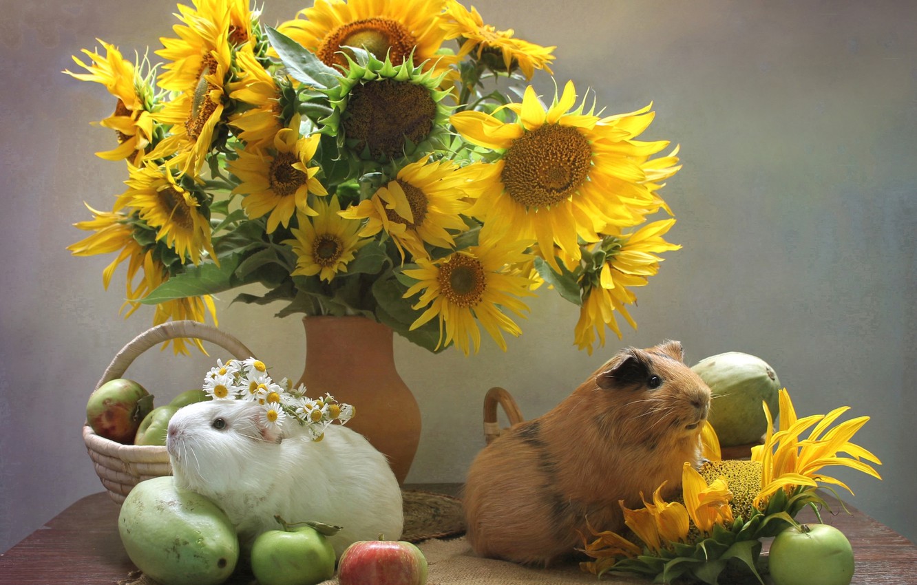 Photo Wallpaper Sunflowers, Vegetables, Cute, Guinea - Guinea Pig , HD Wallpaper & Backgrounds