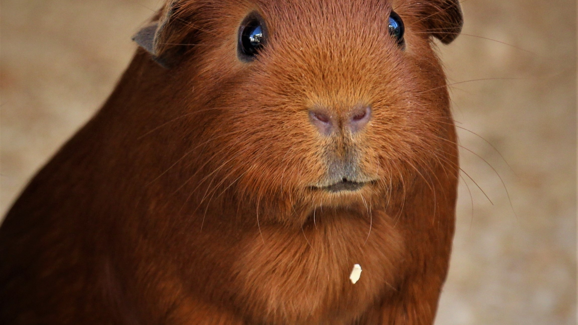 Wallpaper Cute Animal, Muzzle, Guinea Pig - Cut Really Long Guinea Pig Nails , HD Wallpaper & Backgrounds