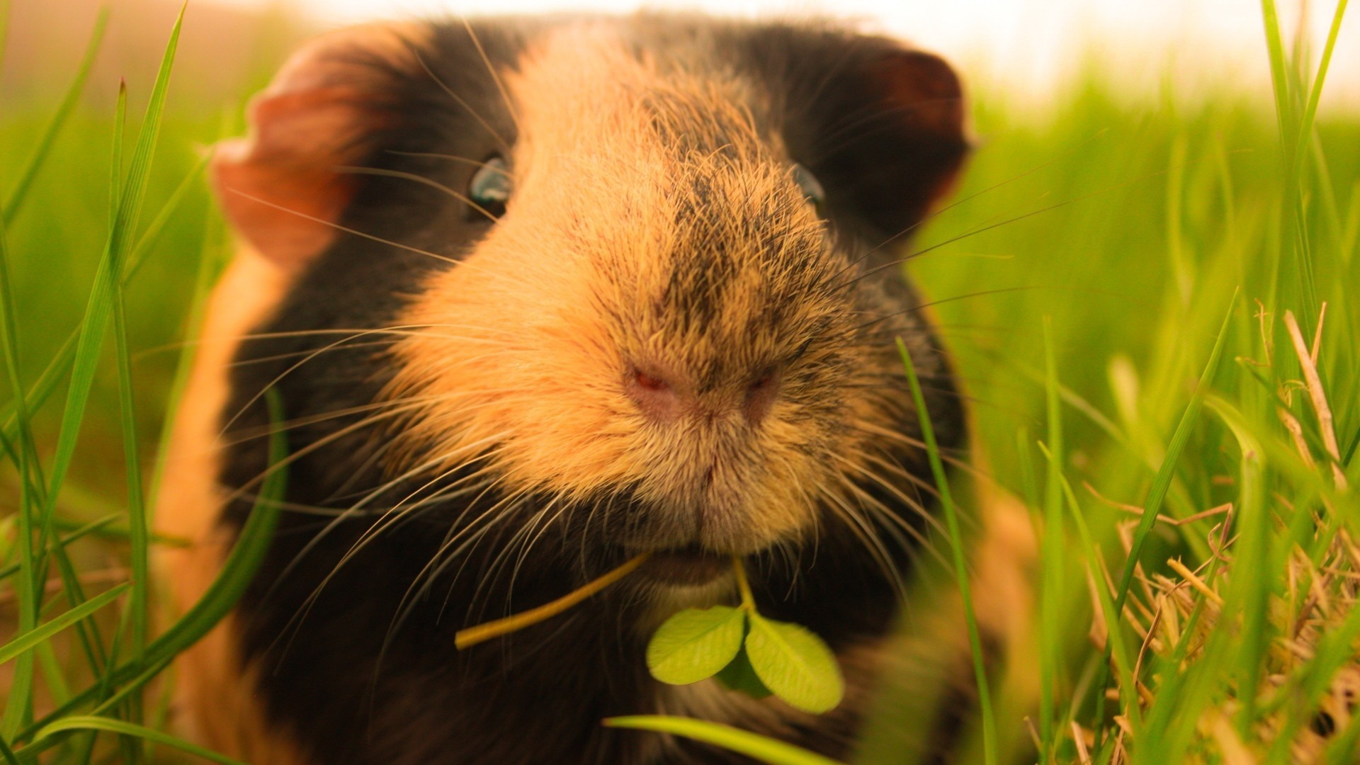 Hd Guinea Pigs Wallpapers And Photos Hd Animals Wallpapers - Guinea Pig , HD Wallpaper & Backgrounds