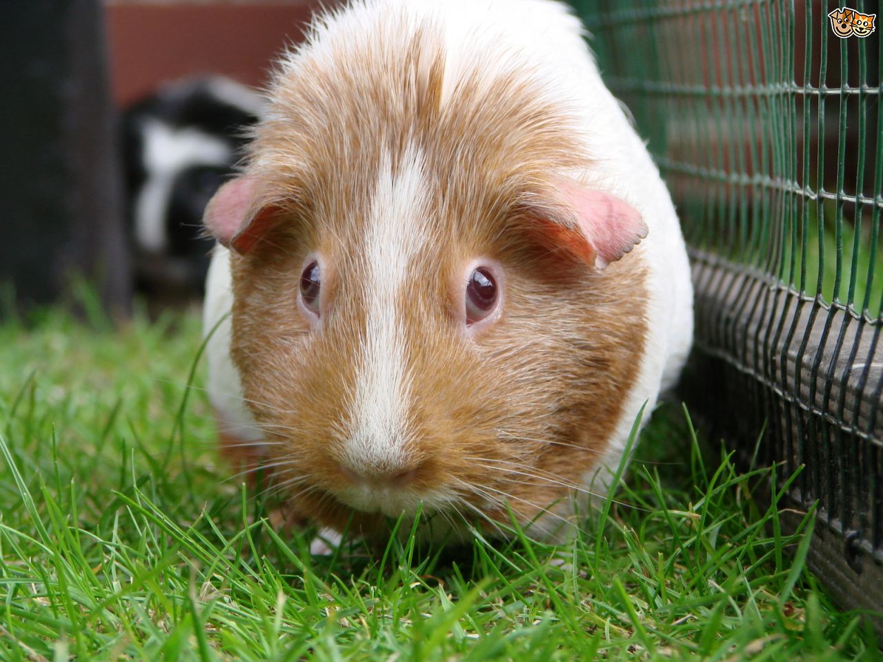 Guinea Pig In Run - Ringworm Guinea Pig , HD Wallpaper & Backgrounds