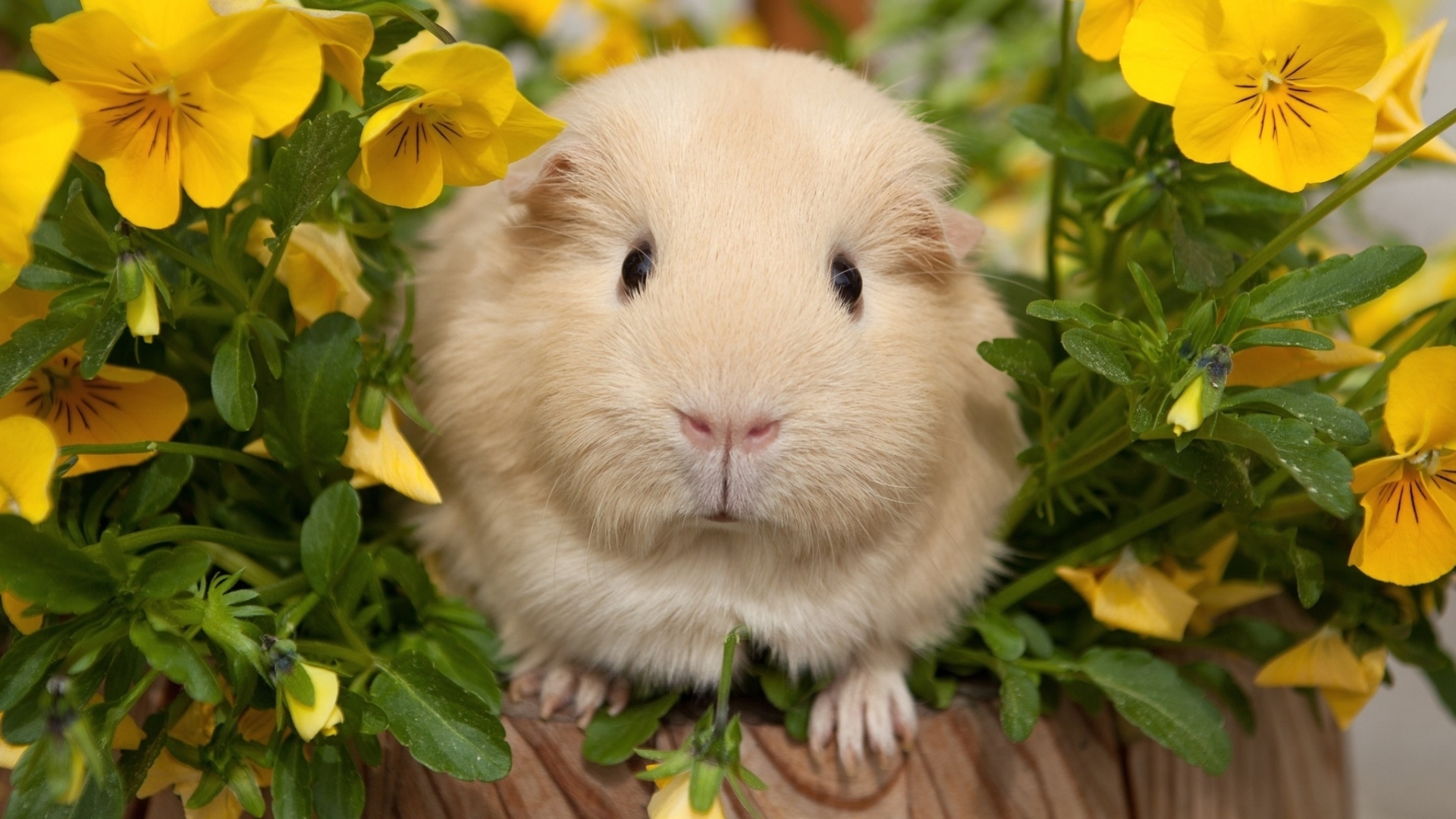 Guinea Pig Desktop , HD Wallpaper & Backgrounds