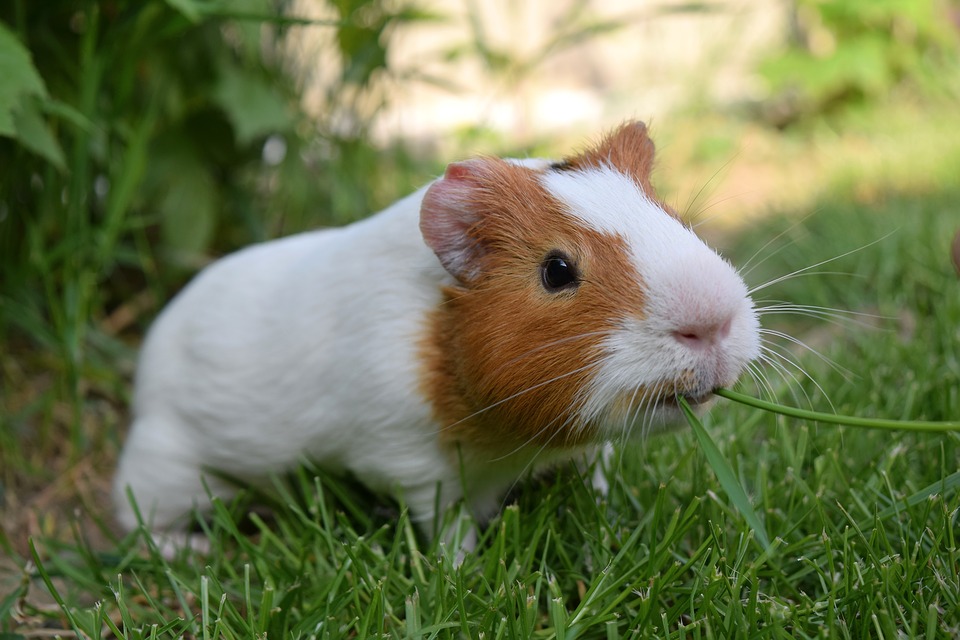 Guinea Pig, Pig, Cute, Pet, Funny, Happy - Guinea Pigs On The Grass , HD Wallpaper & Backgrounds
