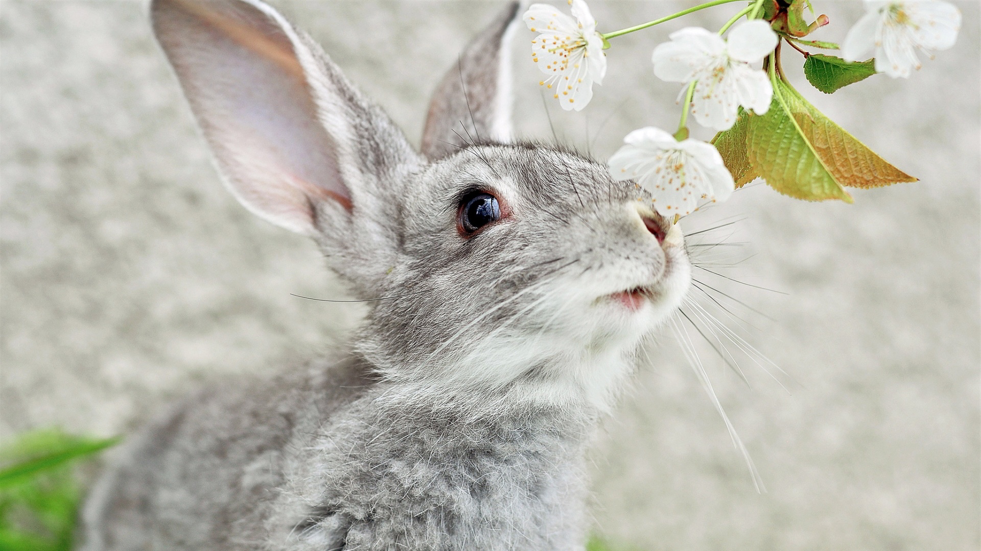 Bunny Wallpaper , HD Wallpaper & Backgrounds