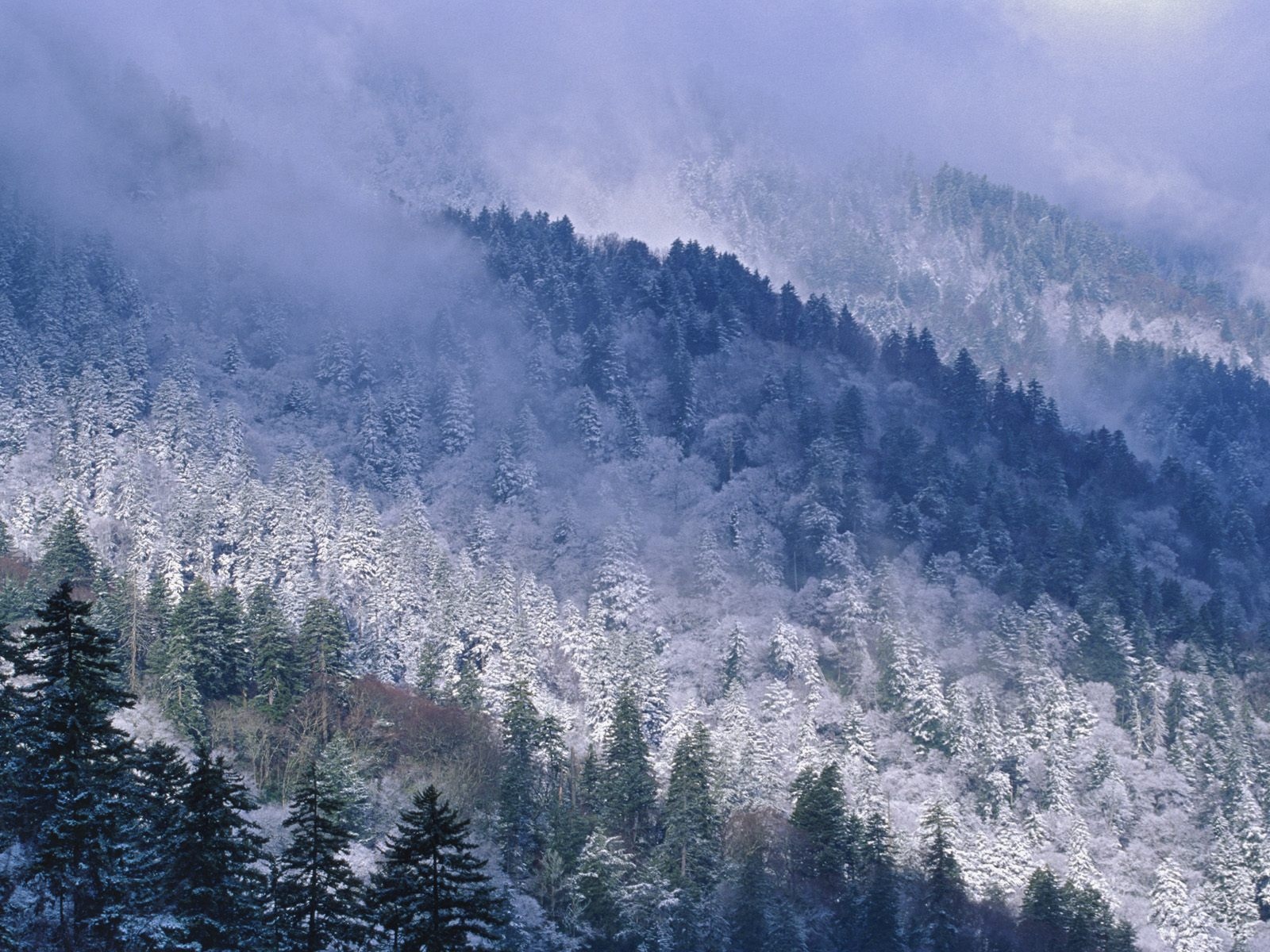 Related Wallpapers Great Smoky Mountains, Tennessee - Winter Smoky Mountains Snow , HD Wallpaper & Backgrounds