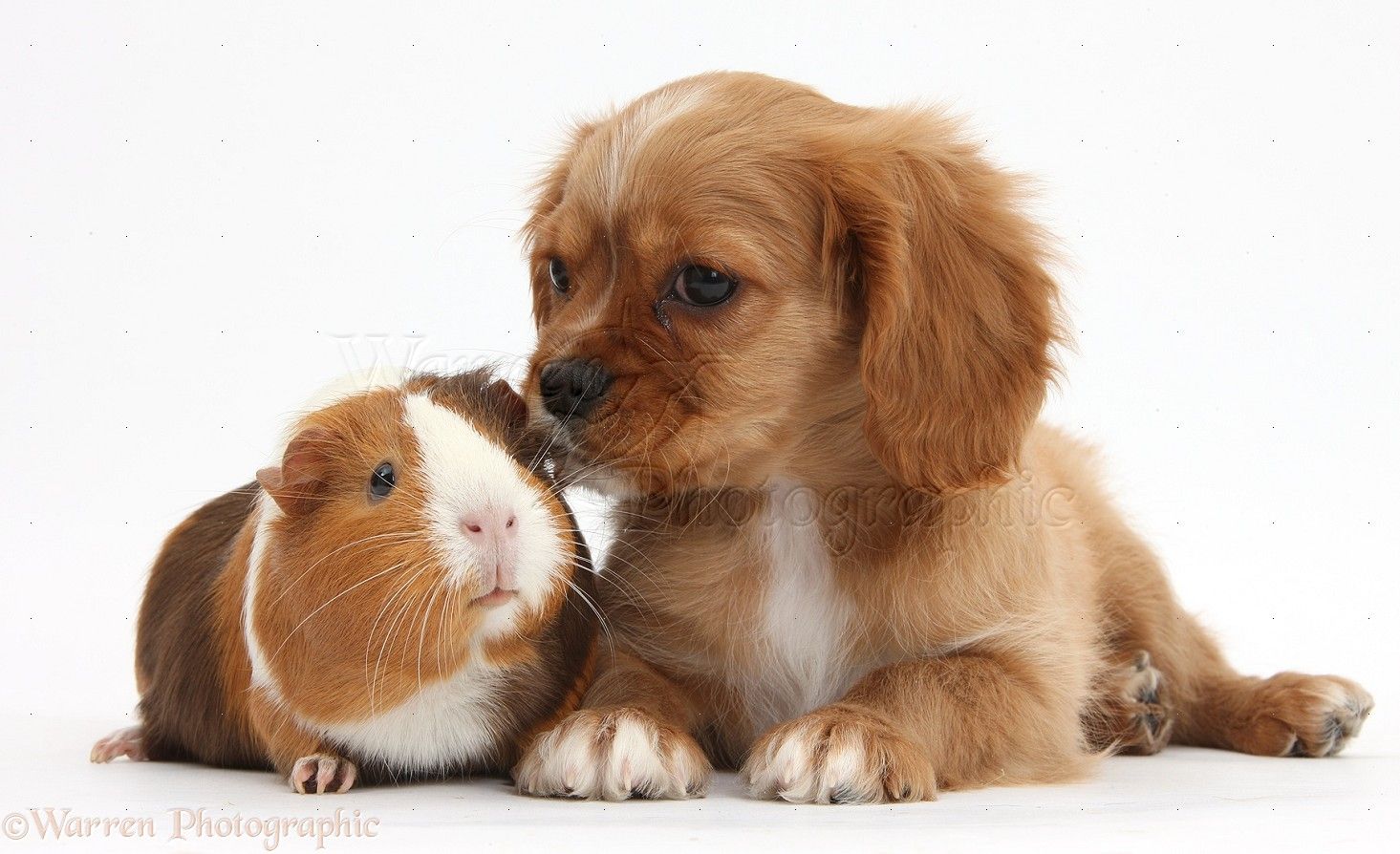 Cute Guinea Pigs Wallpaper - Cavalier King Charles Spaniel Guinea Pig , HD Wallpaper & Backgrounds